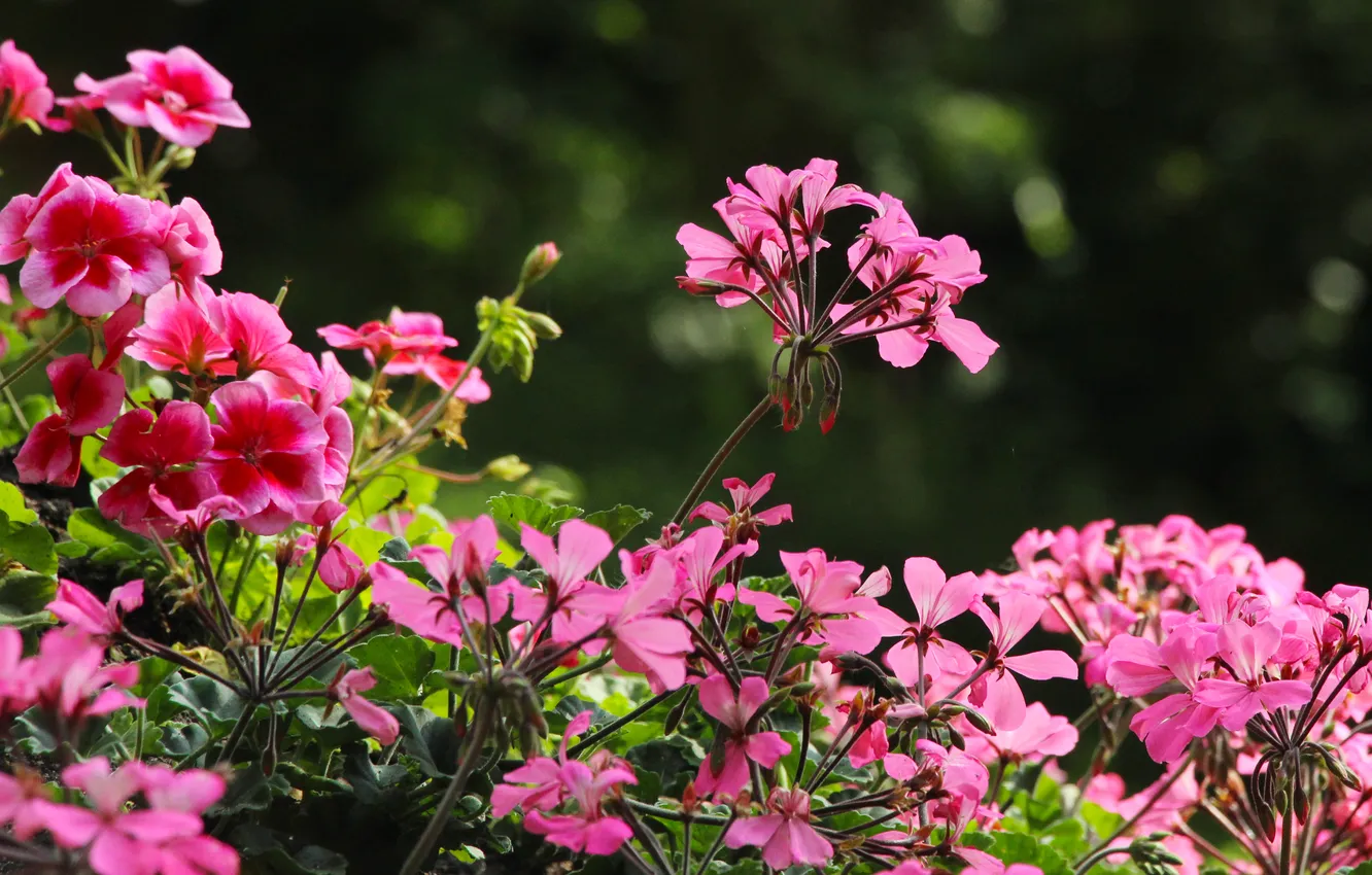 Photo wallpaper pink, garden, blooming