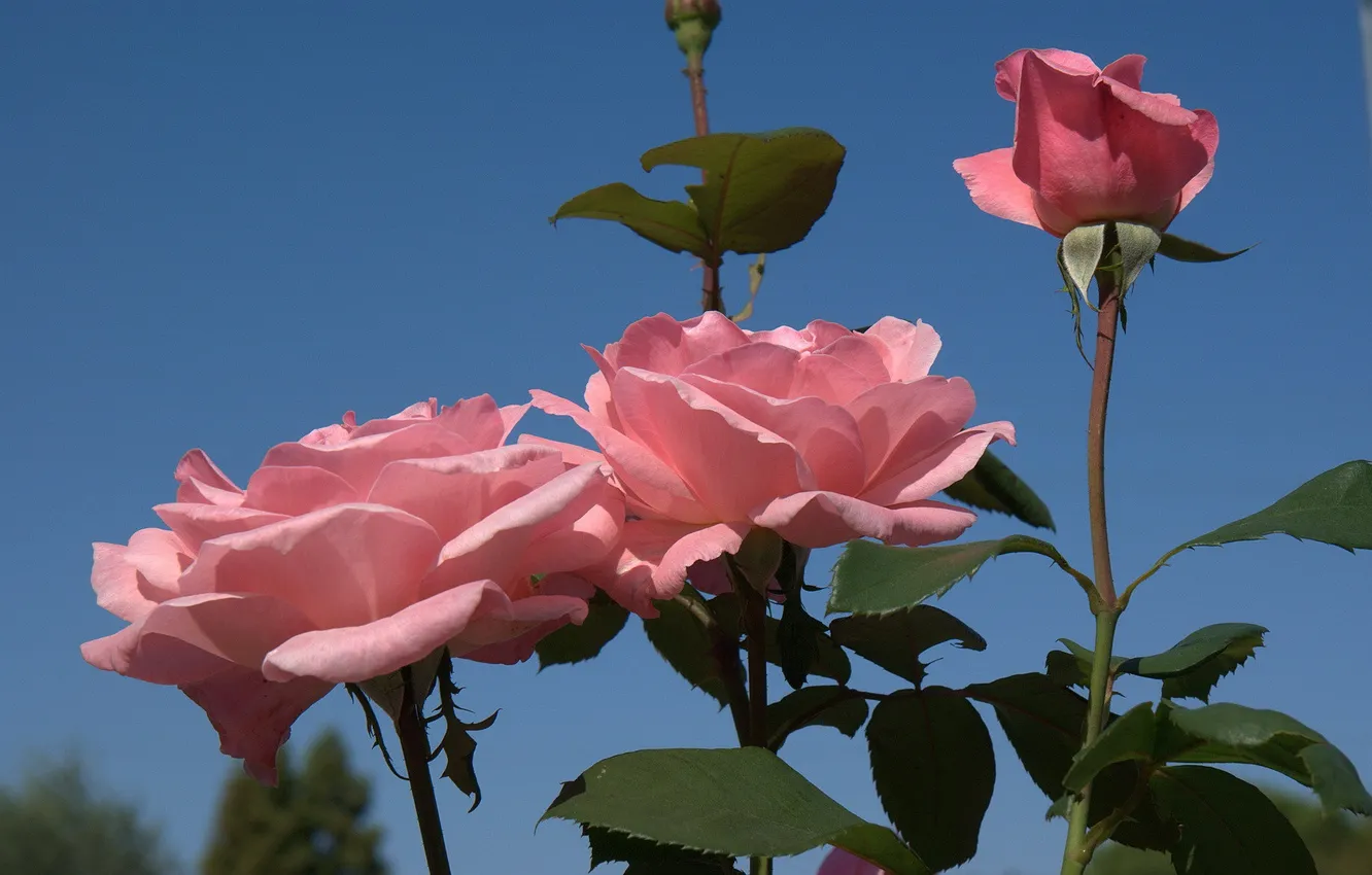 Photo wallpaper the sky, roses, pink roses