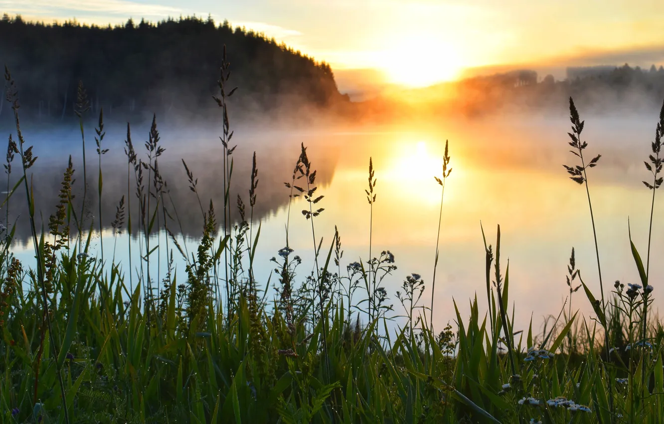 Photo wallpaper forest, grass, the sun, light, nature, fog, lake, Rosa