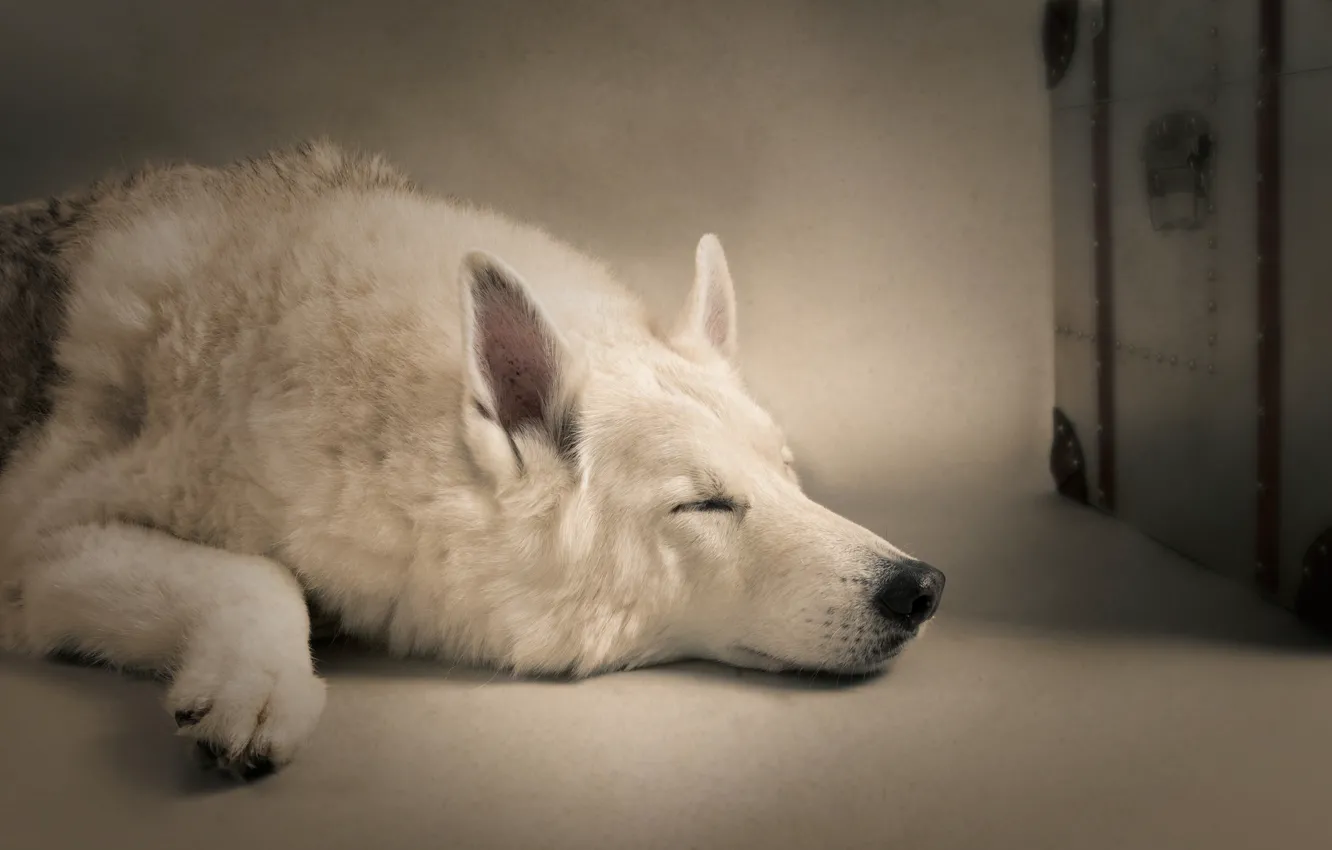 Photo wallpaper sleep, dog, sleeping dog