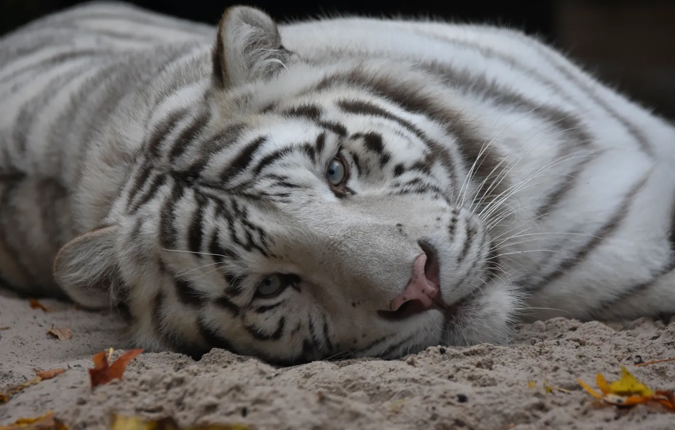 Photo wallpaper cat, white, tiger, animal, stay, lies