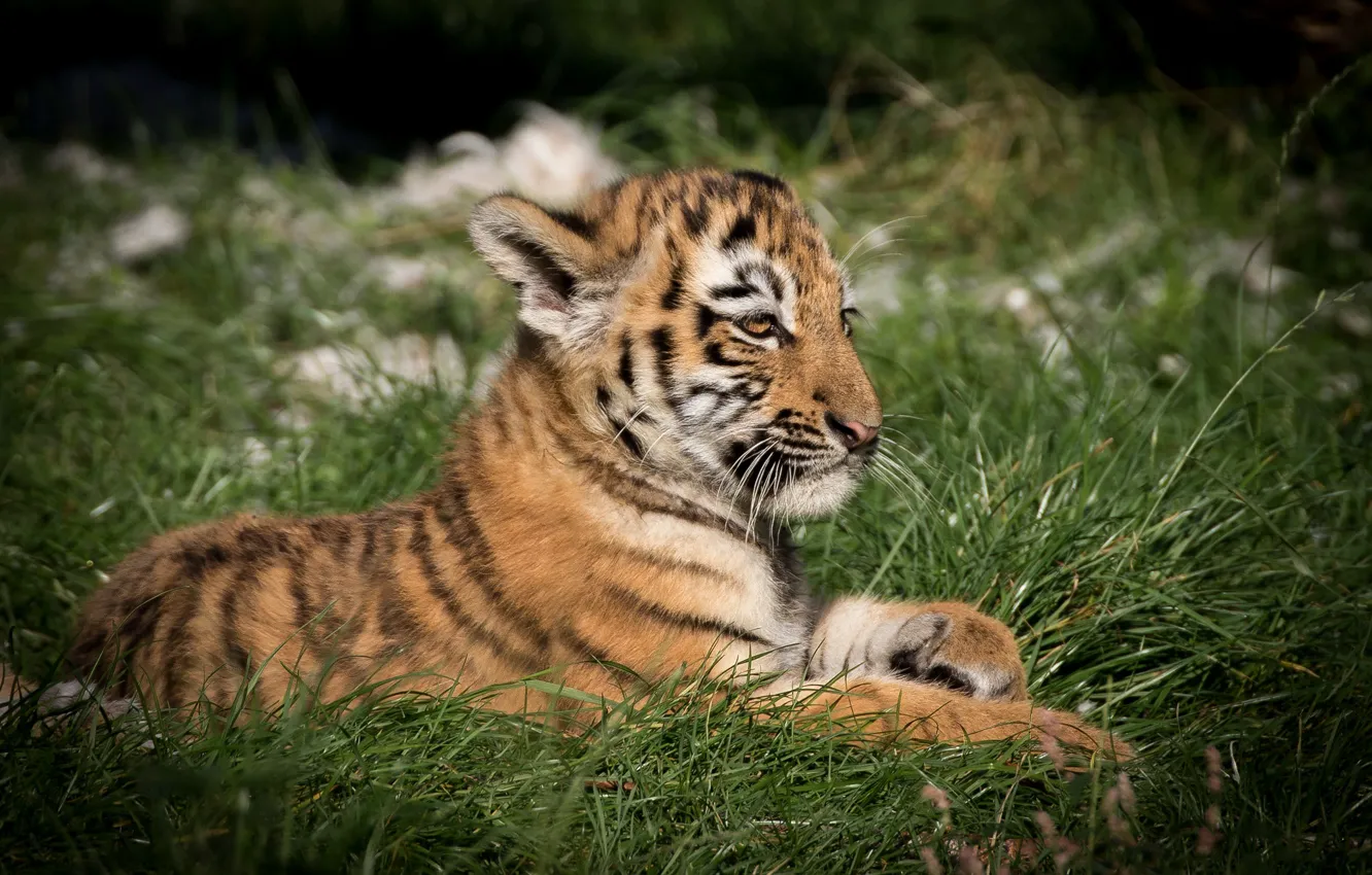 Photo wallpaper grass, tiger, lies, tiger