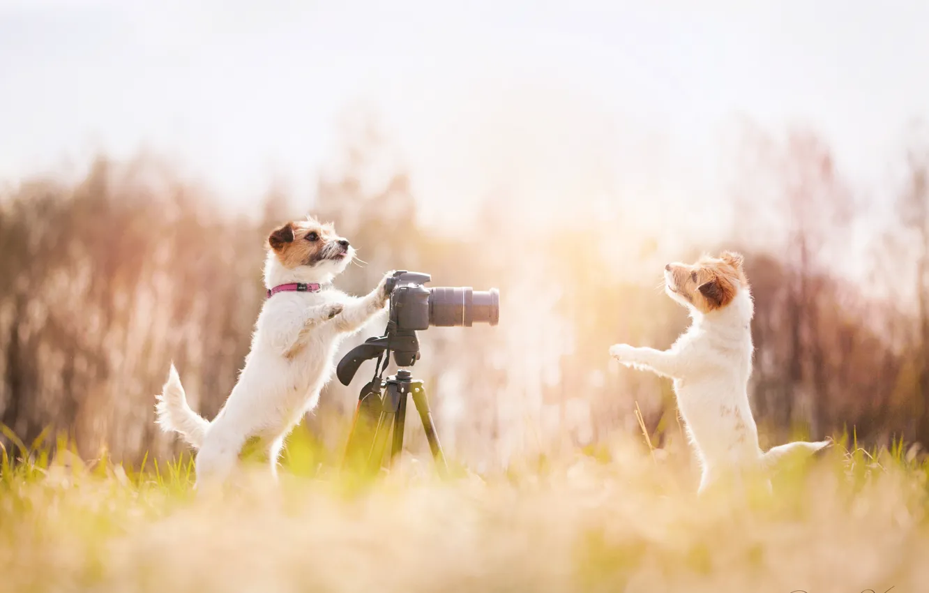 Photo wallpaper two, dog, photographer, type, say woof