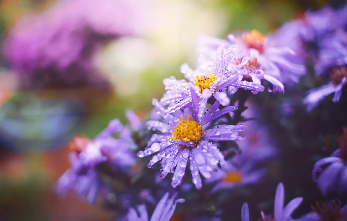 Photo wallpaper drops, flowers, background, garden, lilac, bokeh, asters