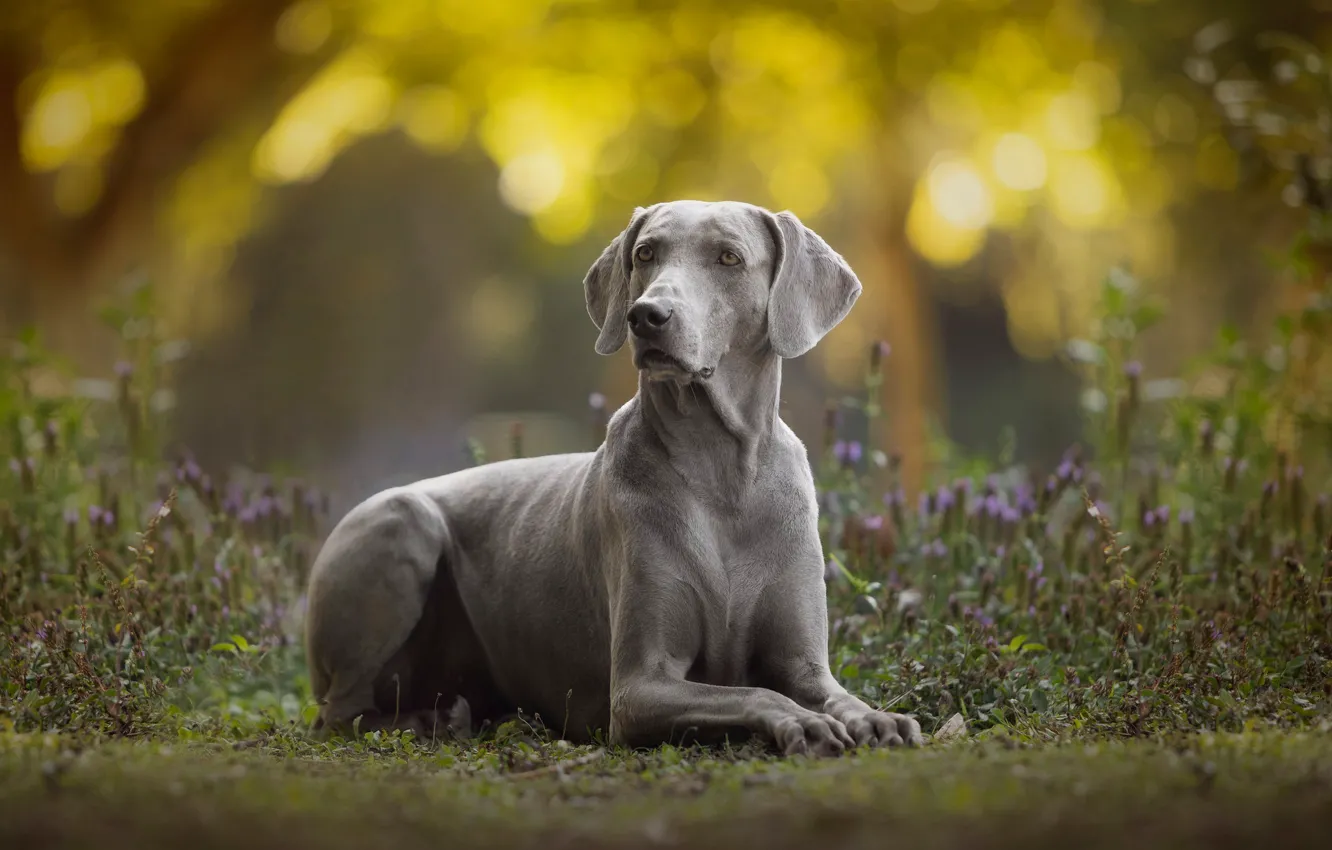 Photo wallpaper dog, bokeh, The Weimaraner, Weimar pointer