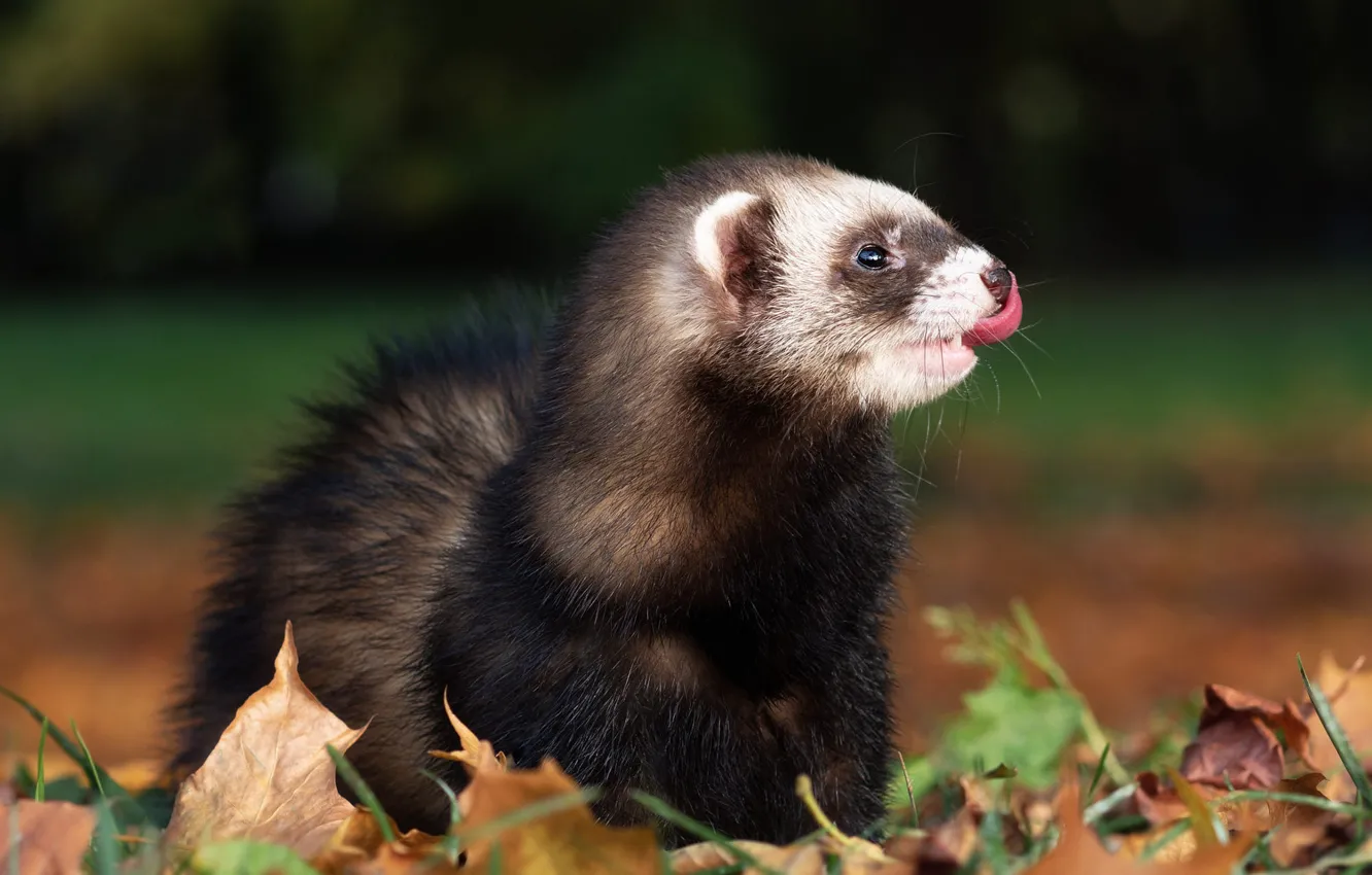 Photo wallpaper autumn, language, look, pose, Park, foliage, portrait, profile