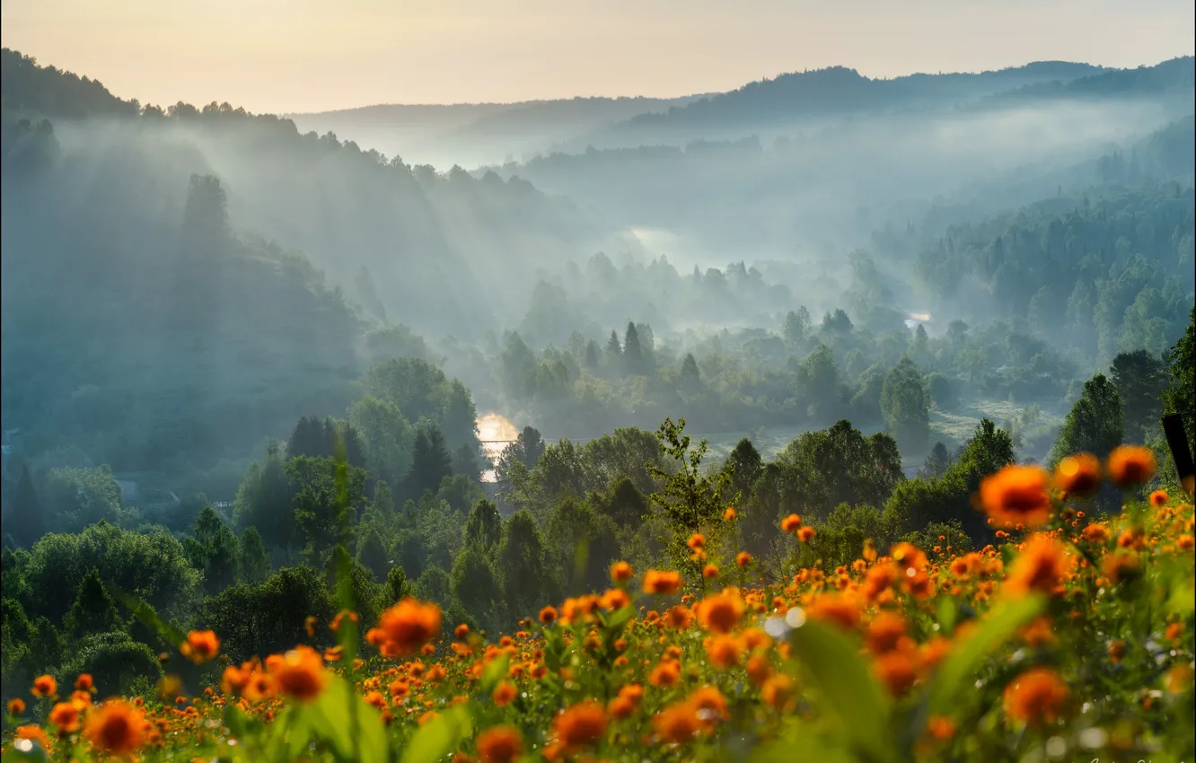 Photo wallpaper forest, trees, flowers, mountains, nature, dawn, Andrey Shumilin