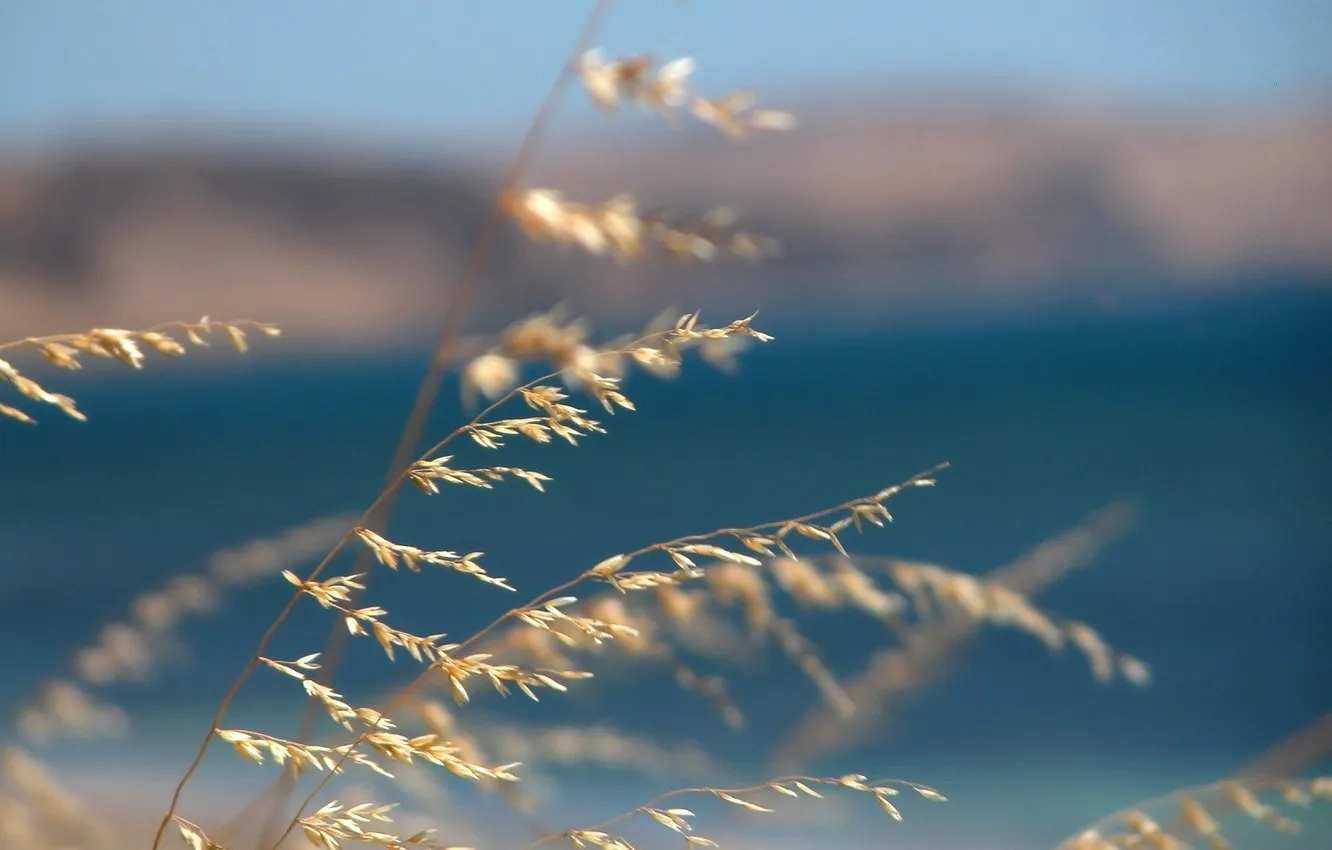 Photo wallpaper sea, grass, macro, blue, nature, background, the wind, ease