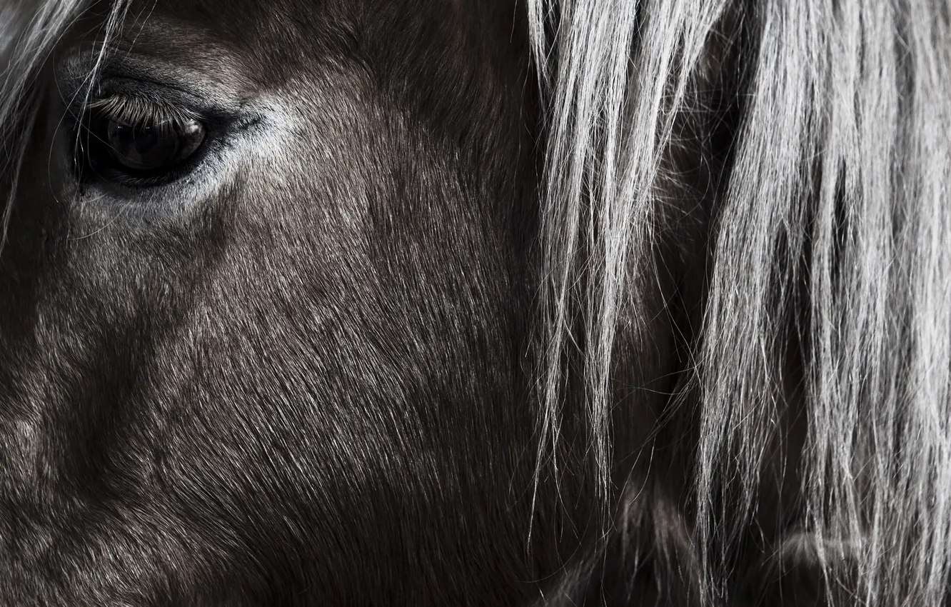 Photo wallpaper look, eyes, horse, horse