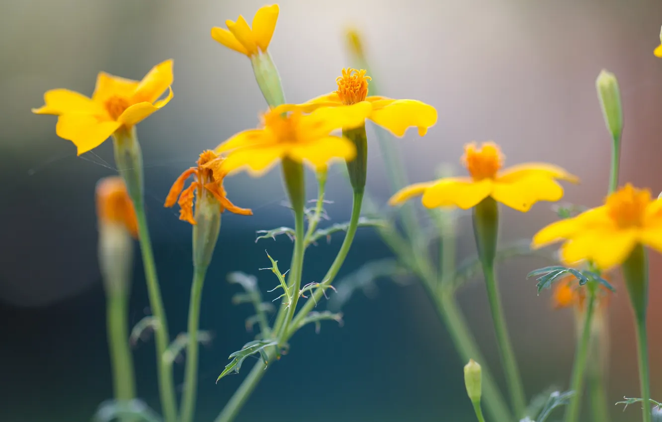 Photo wallpaper macro, nature, petals, stem, meadow