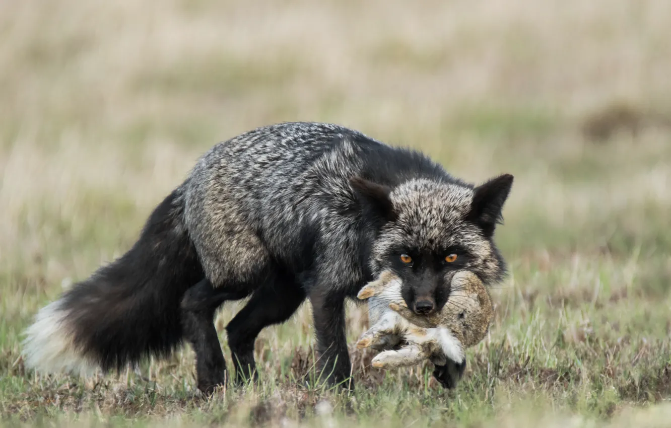 Photo wallpaper rabbit, Fox, mining, Silver Fox