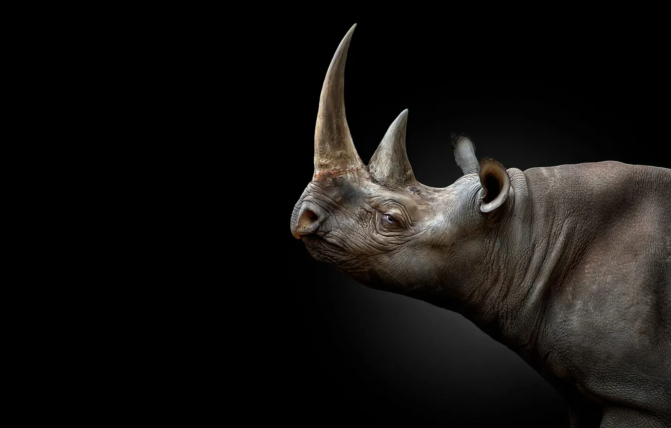 Photo wallpaper look, face, portrait, horns, profile, black background, Rhino, thick - skinned animal