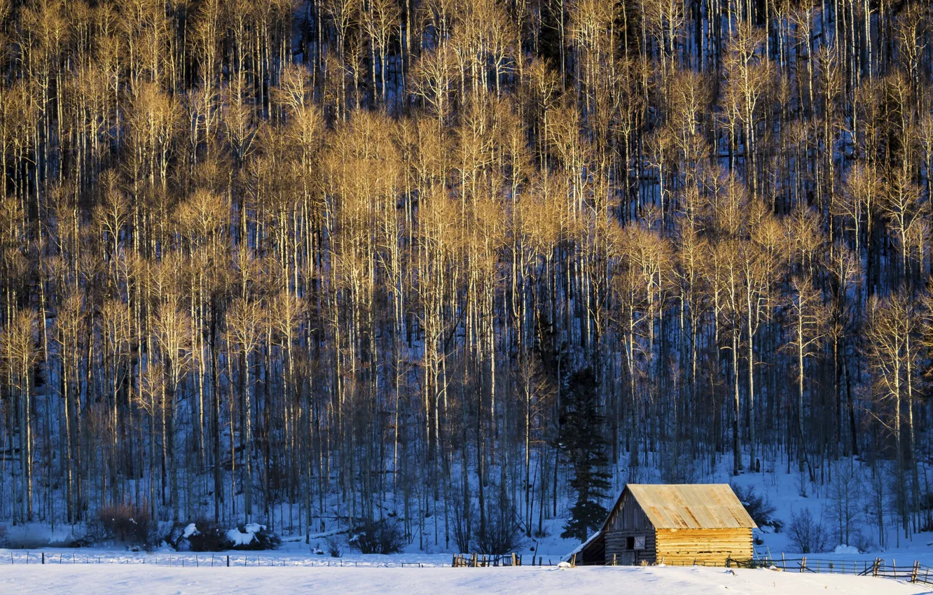 Photo wallpaper snow, trees, the barn
