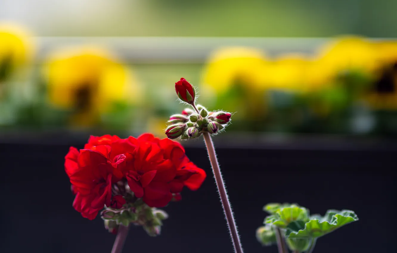 Photo wallpaper flowers, buds, geranium