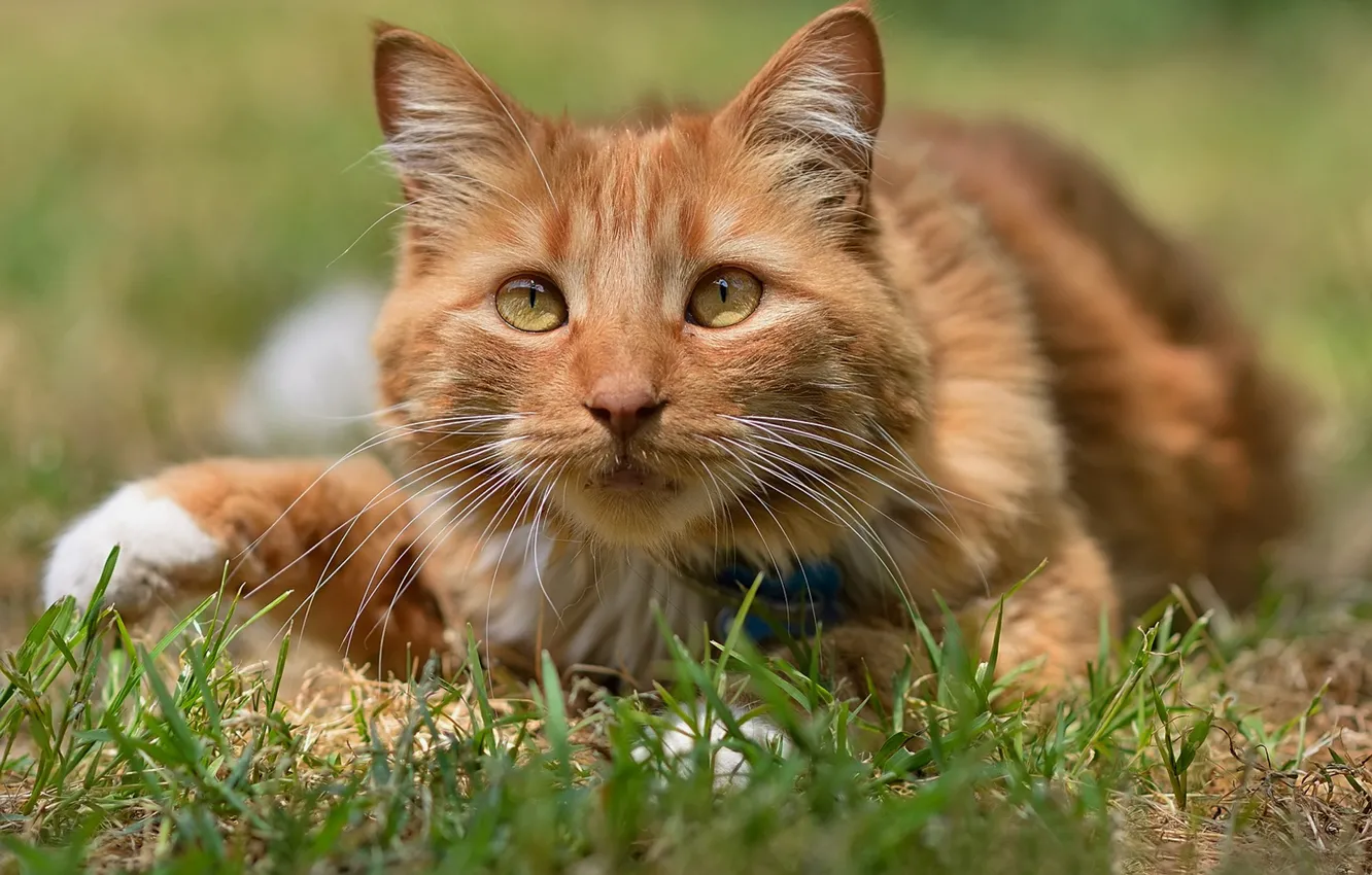 Photo wallpaper cat, grass, look, muzzle, red