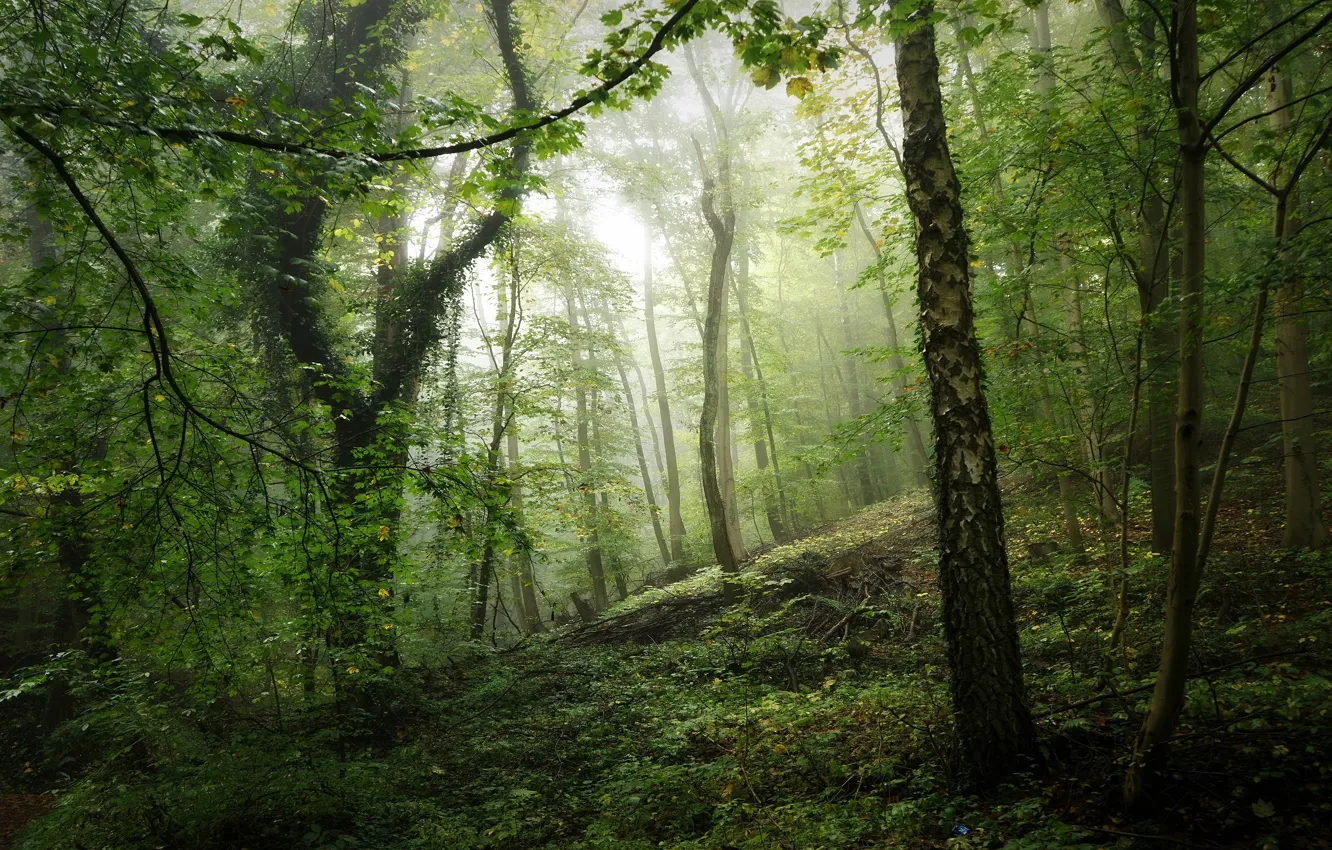 Photo wallpaper greens, forest, light, fog, thickets, branch, trunks, vegetation