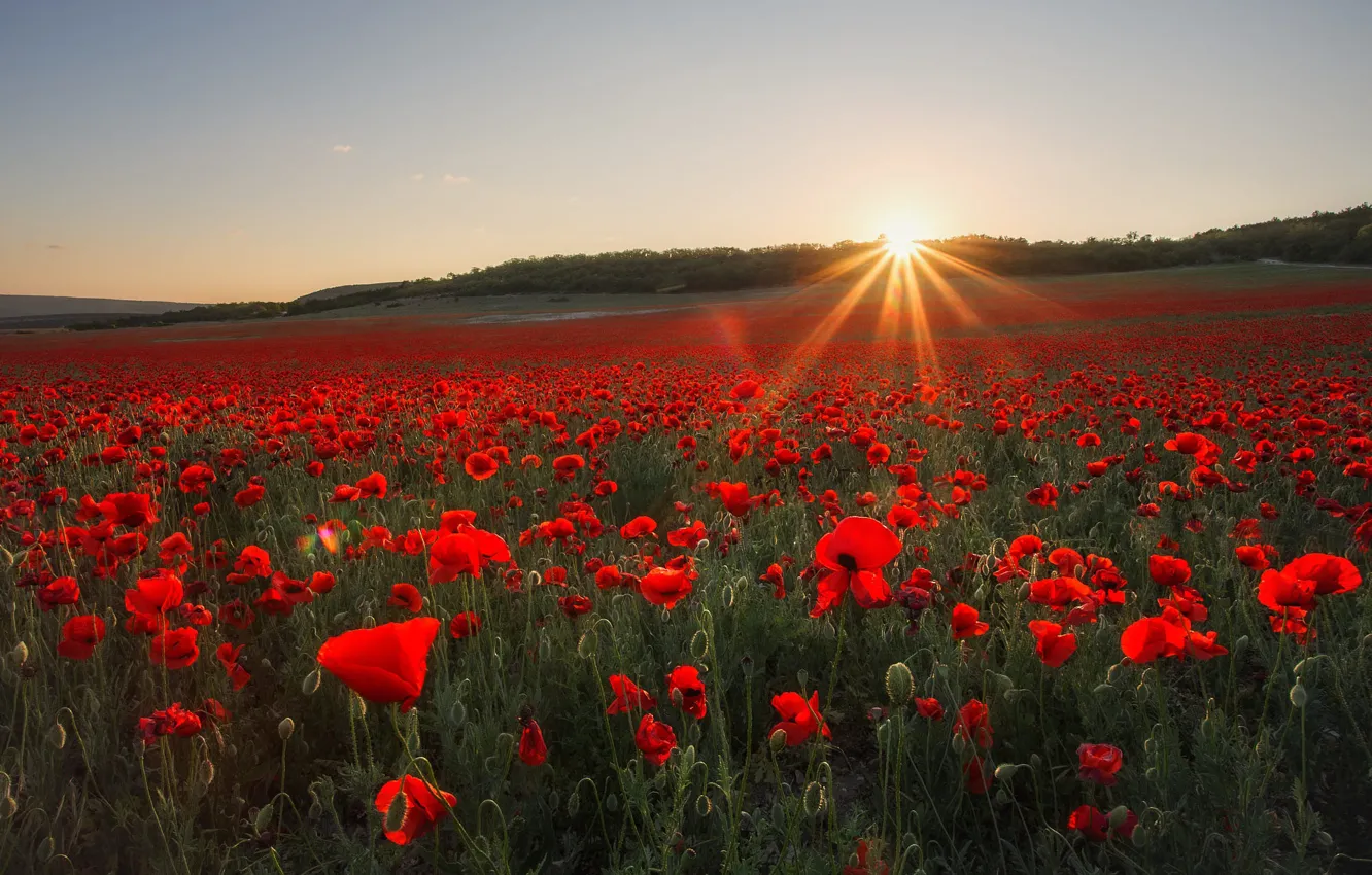 Photo wallpaper the sun, flowers, Maki, poppy field