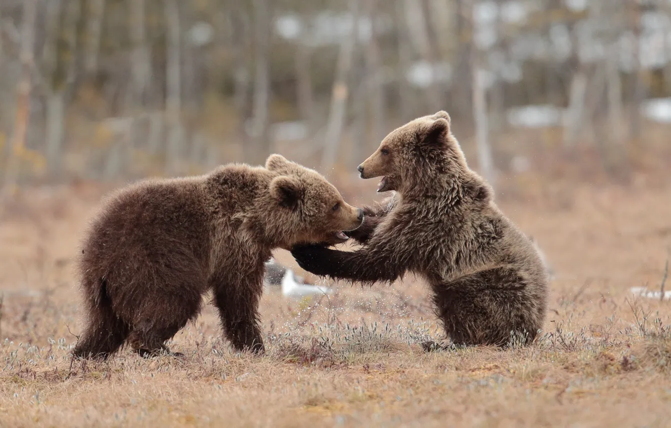 Photo wallpaper look, face, nature, pose, glade, the game, fight, bear