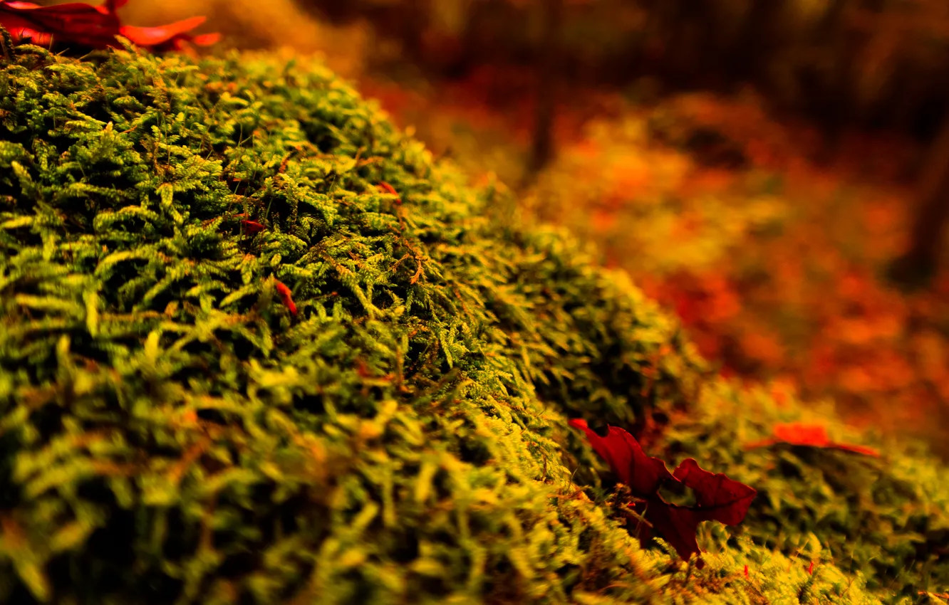 Photo wallpaper forest, wood, autumn, tree, moss, stump