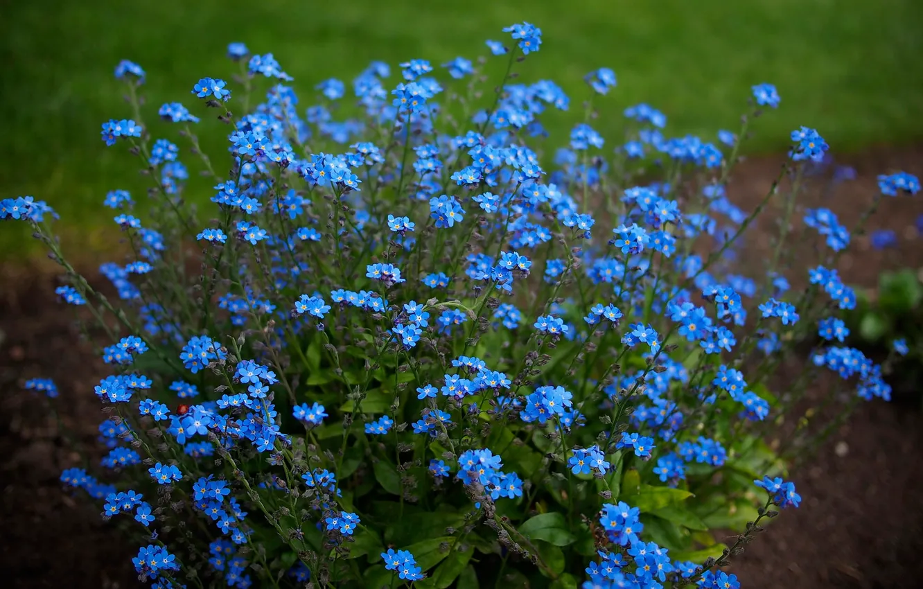 Photo wallpaper nature, background, forget-me-nots