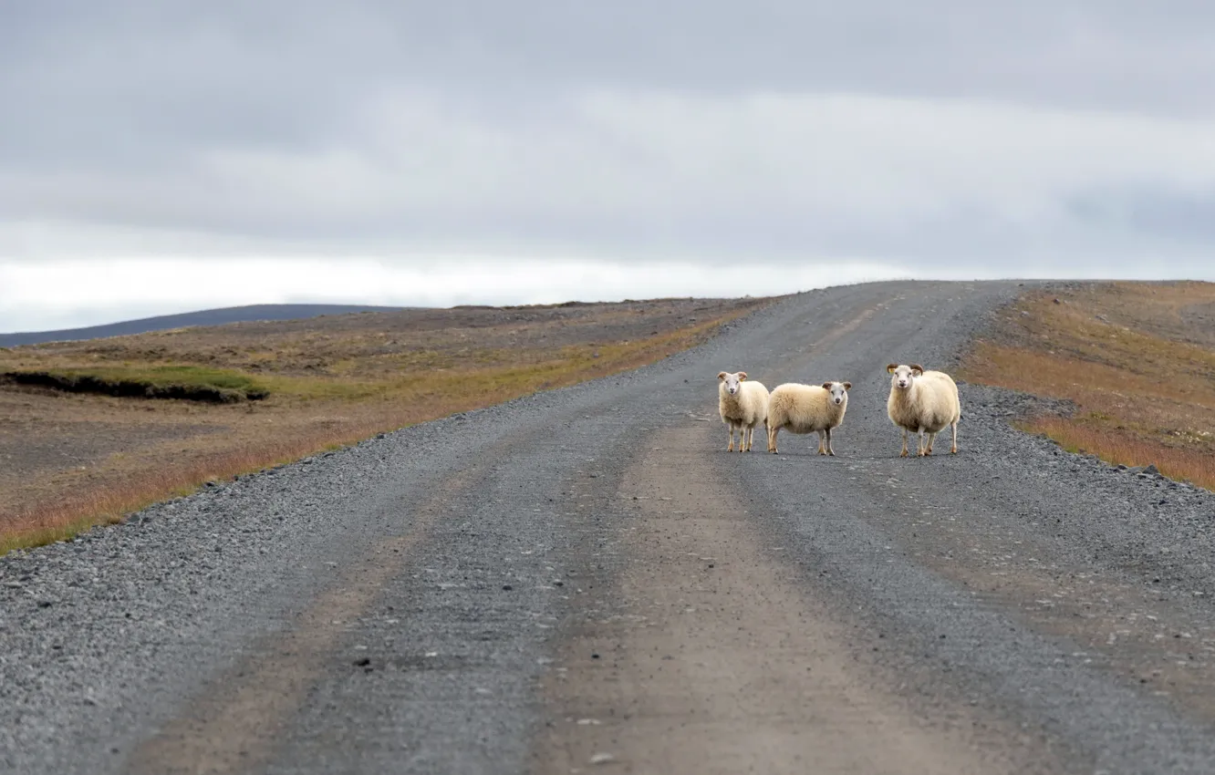 Photo wallpaper road, the sky, sheep