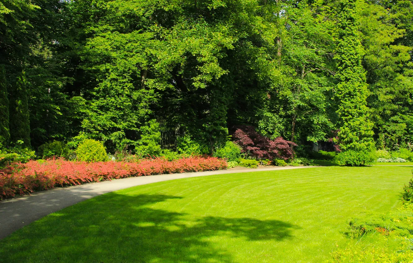 Photo wallpaper trees, park, alley