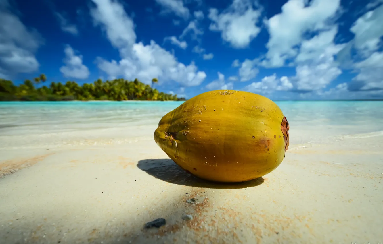 Photo wallpaper sea, beach, nature, palm trees, coast, blue sky
