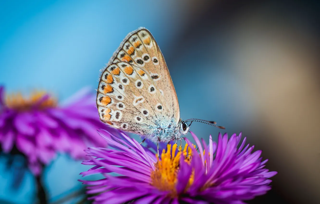 Photo wallpaper macro, flowers, nature, butterfly