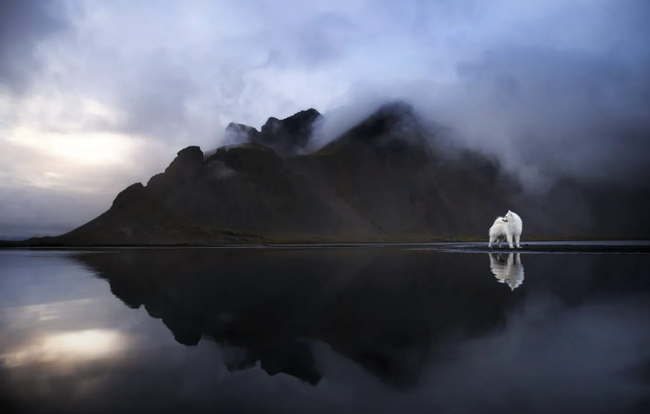 Photo wallpaper mountains, nature, pose, fog, dog, pond, Samoyed