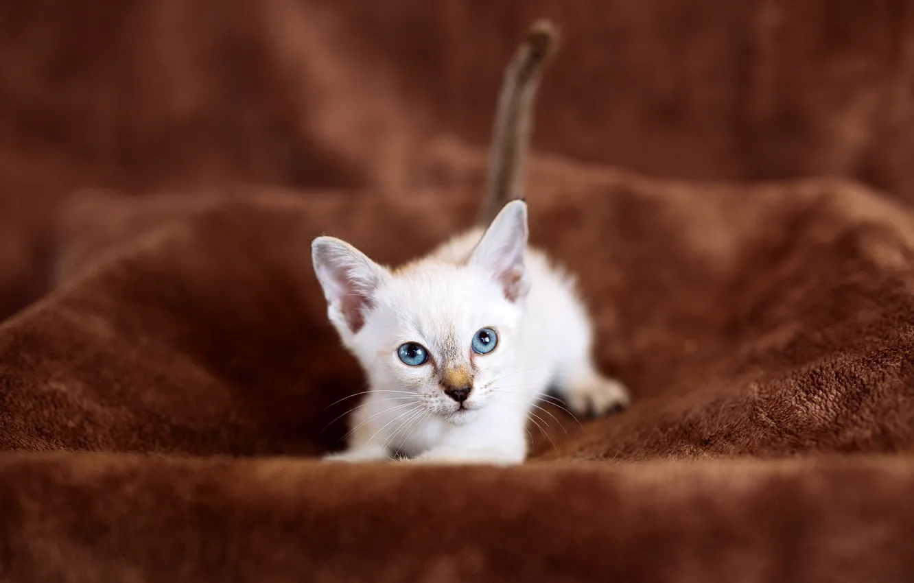 Photo wallpaper cat, white, look, background, baby, fabric, lies, plaid