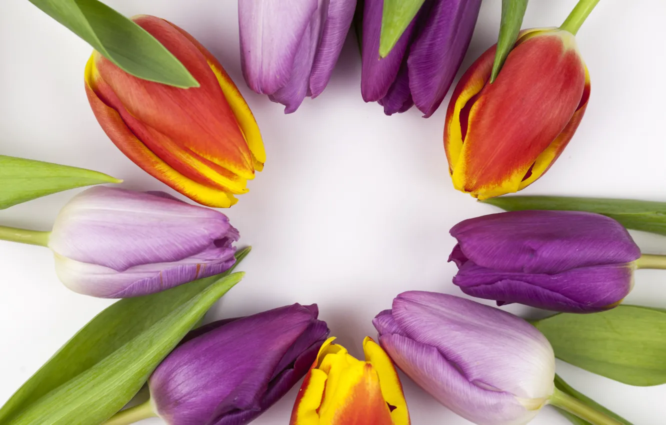 Photo wallpaper flowers, colorful, tulips, flowers, beautiful, tulips, spring, purple