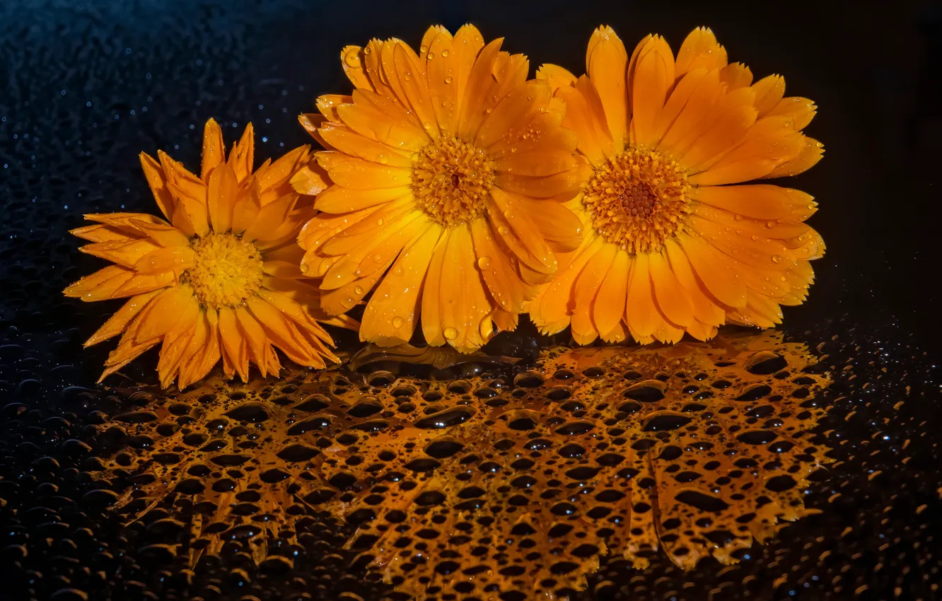 Photo wallpaper drops, surface, flowers, reflection, the dark background, trio, calendula