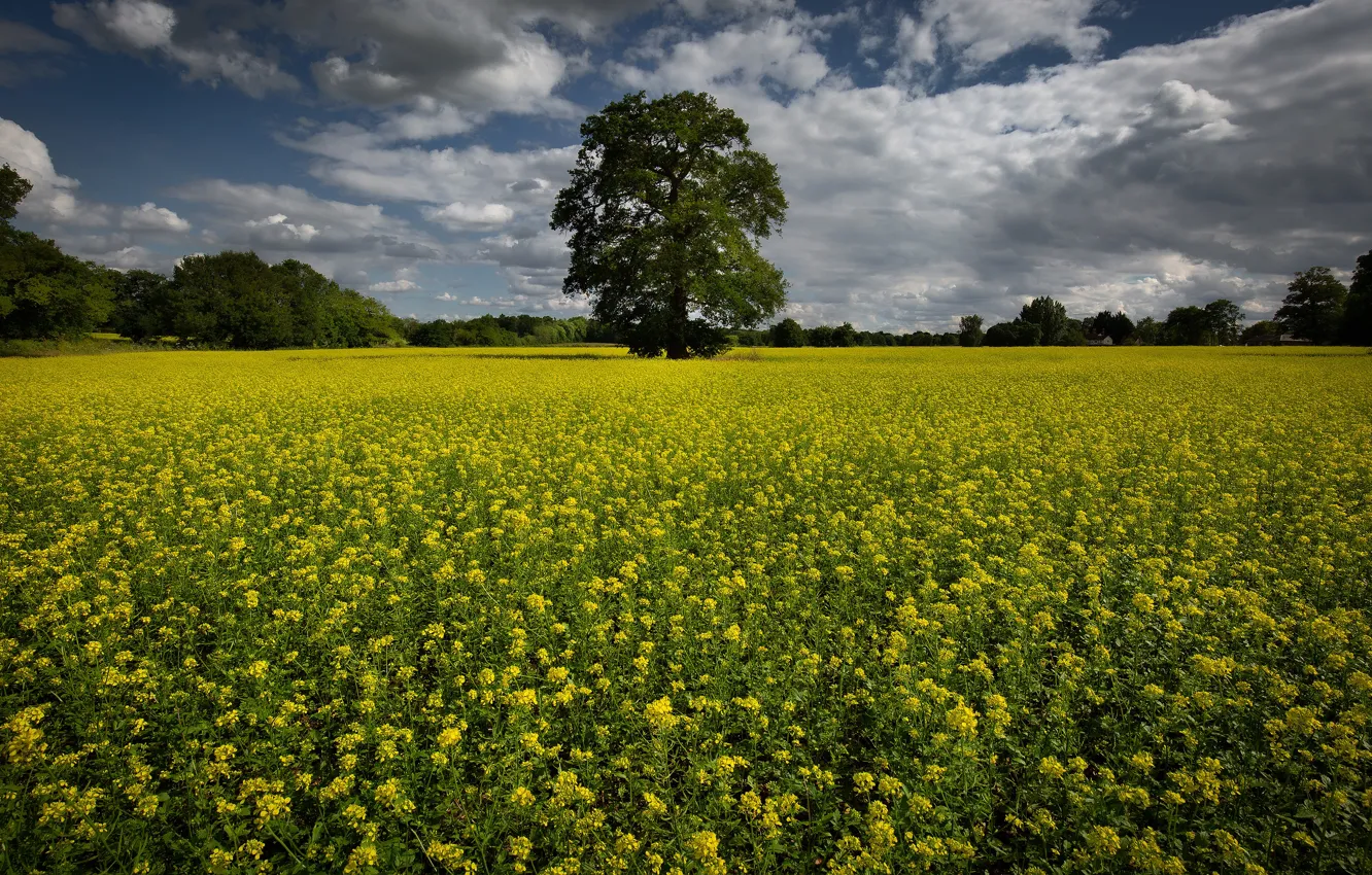 Photo wallpaper field, summer, trees, flowers, yellow, spring, meadow, rape