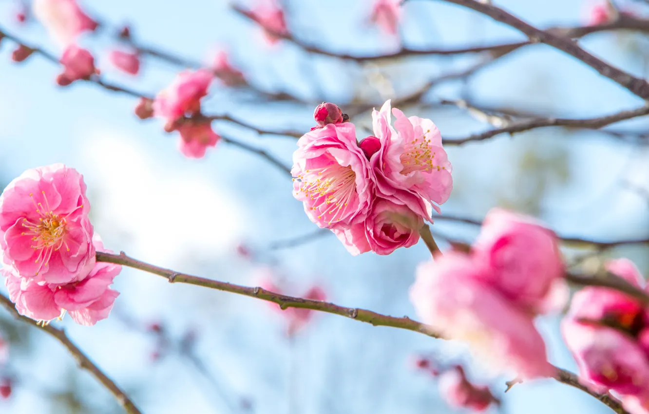 Photo wallpaper flowers, branches, spring, pink, flowering, blue background