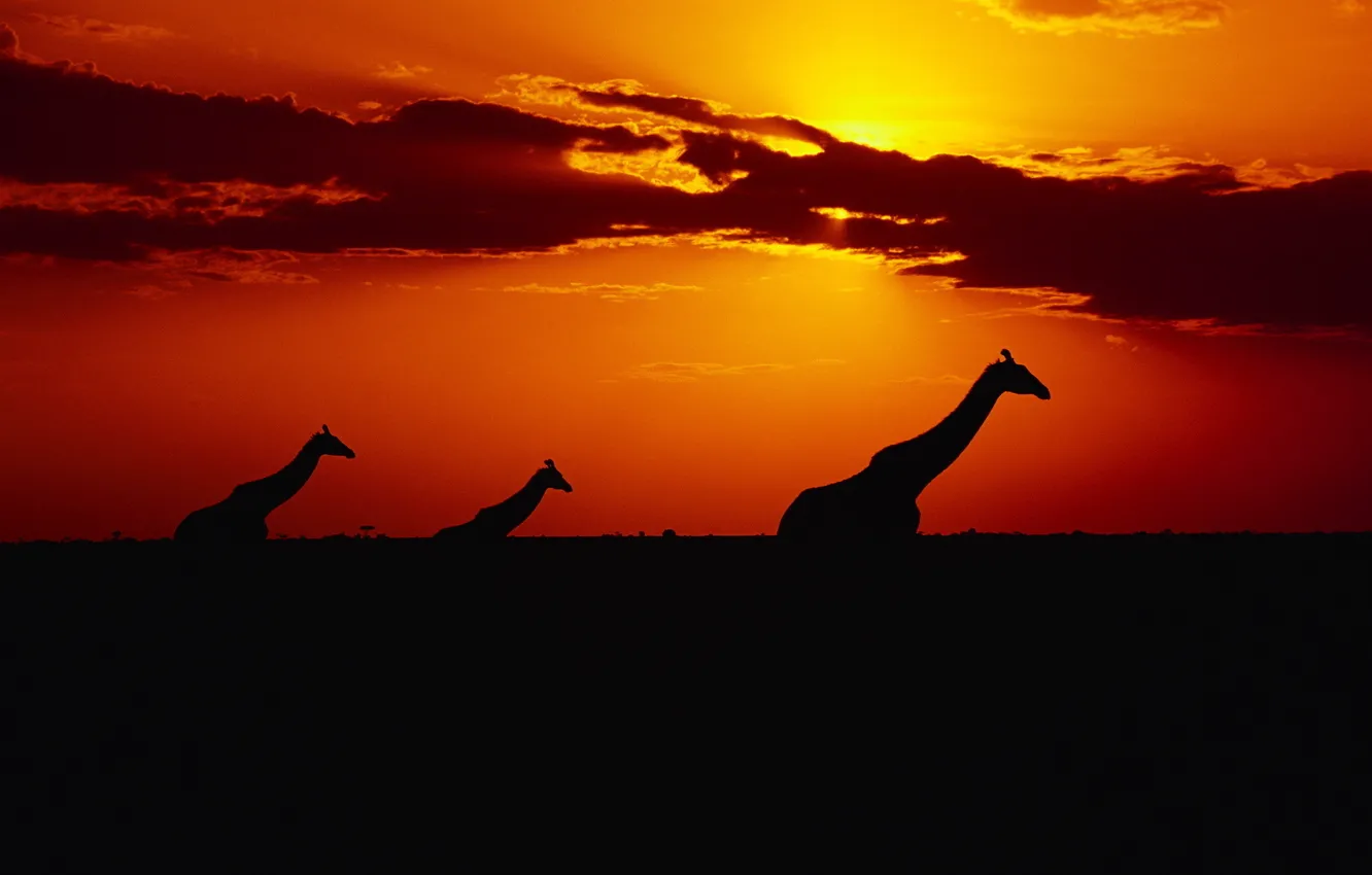 Photo wallpaper the sky, the sun, sunset, Giraffes