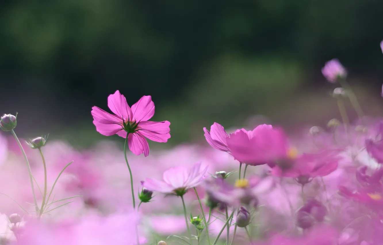 Photo wallpaper flowers, pink, buds, kosmeya