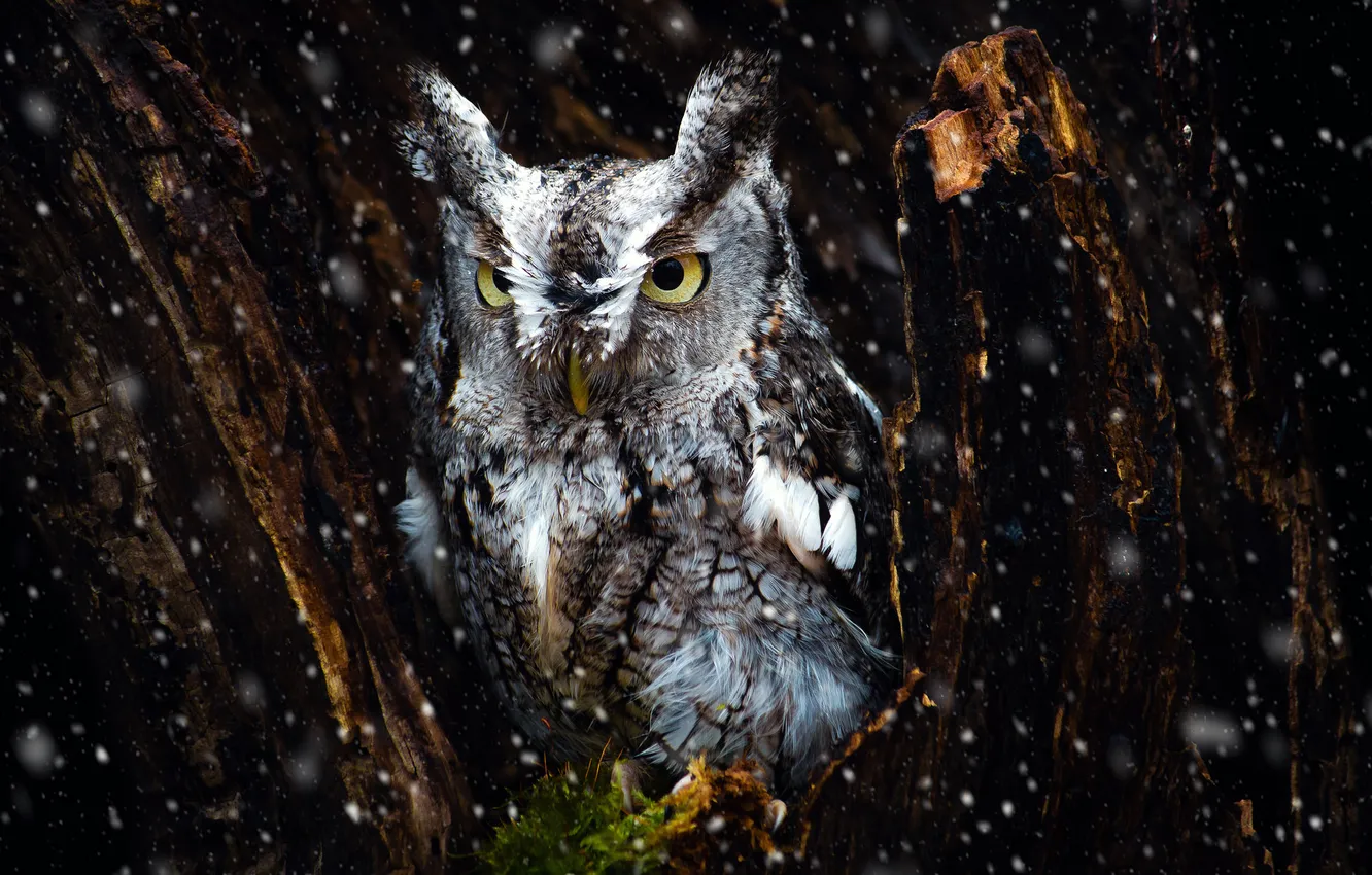 Photo wallpaper trees, owl, bird
