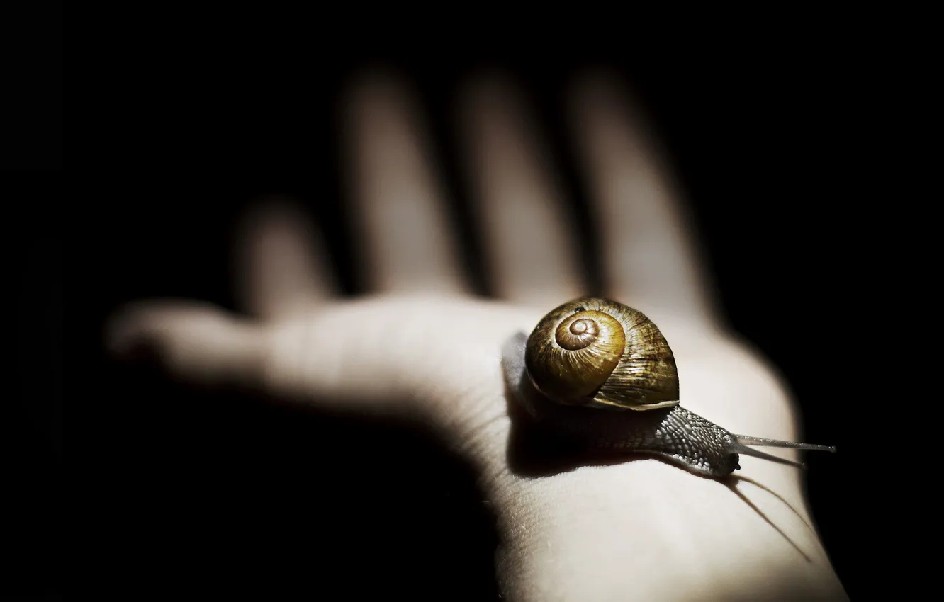 Photo wallpaper macro, snail, hands