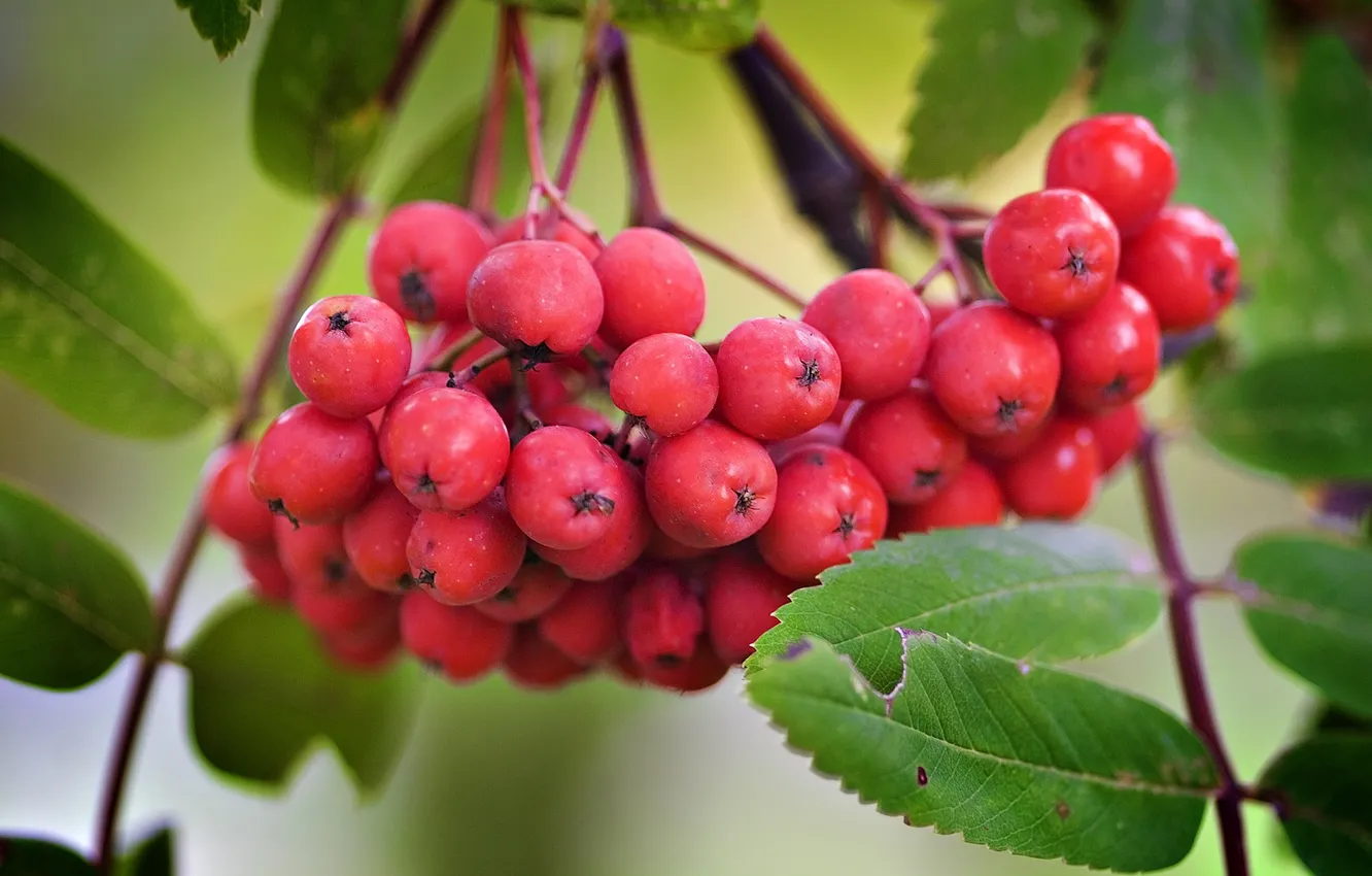 Photo wallpaper autumn, leaves, nature, berries, Rowan