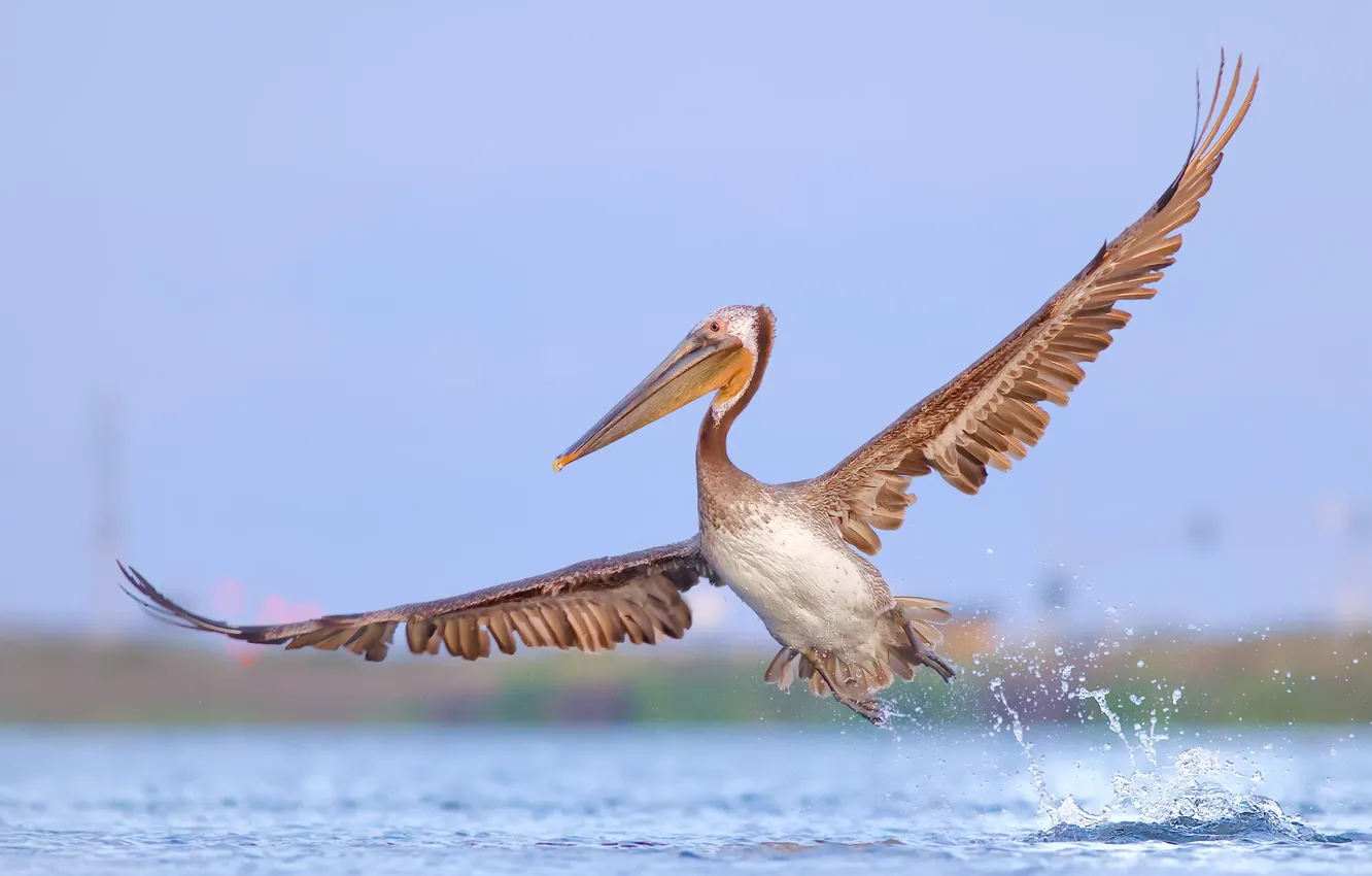 Photo wallpaper nature, bird, Brown Pelican