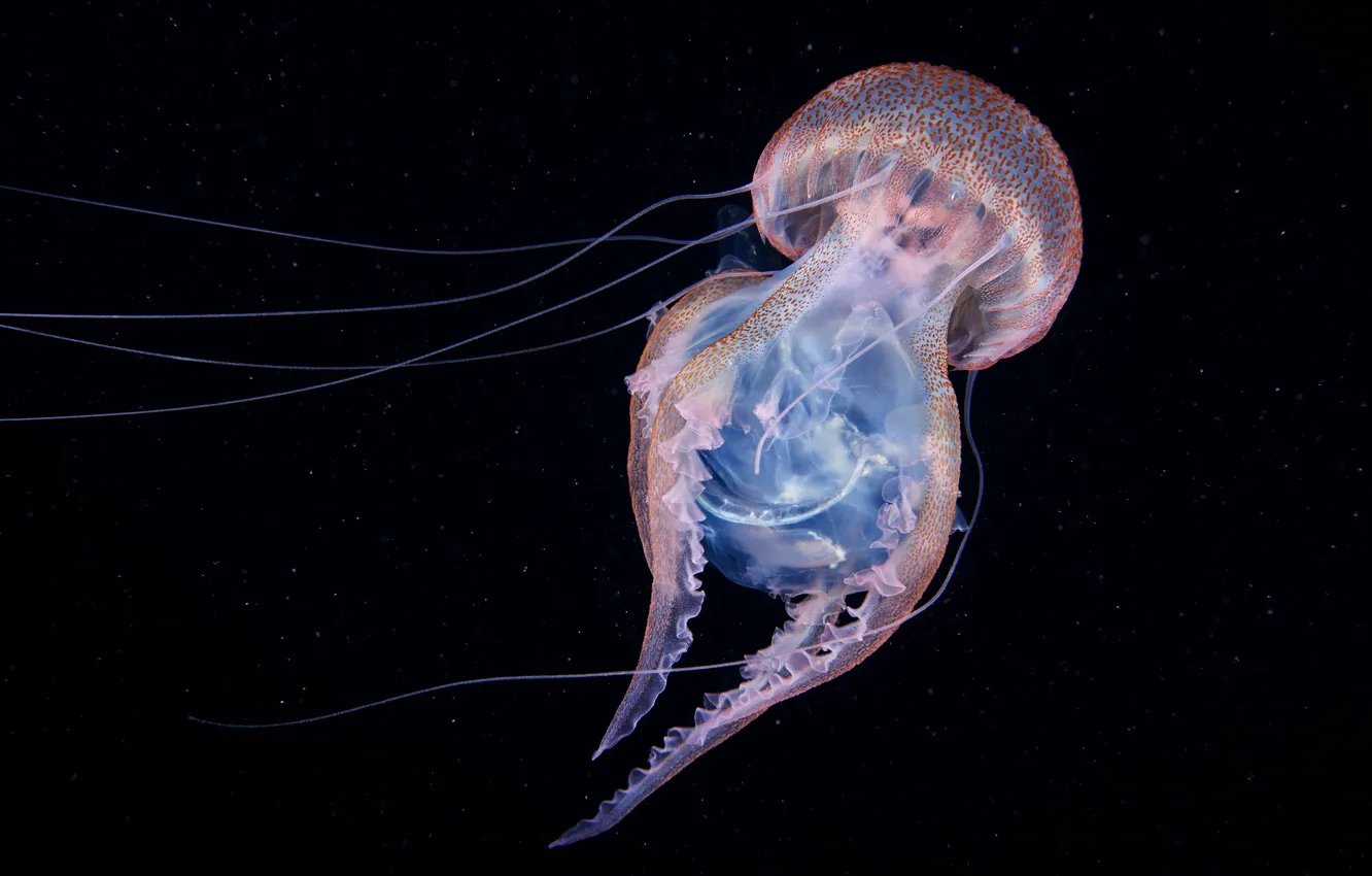 Photo wallpaper sea, water, macro, mushrooms, jellyfish, tentacles, pink, black background