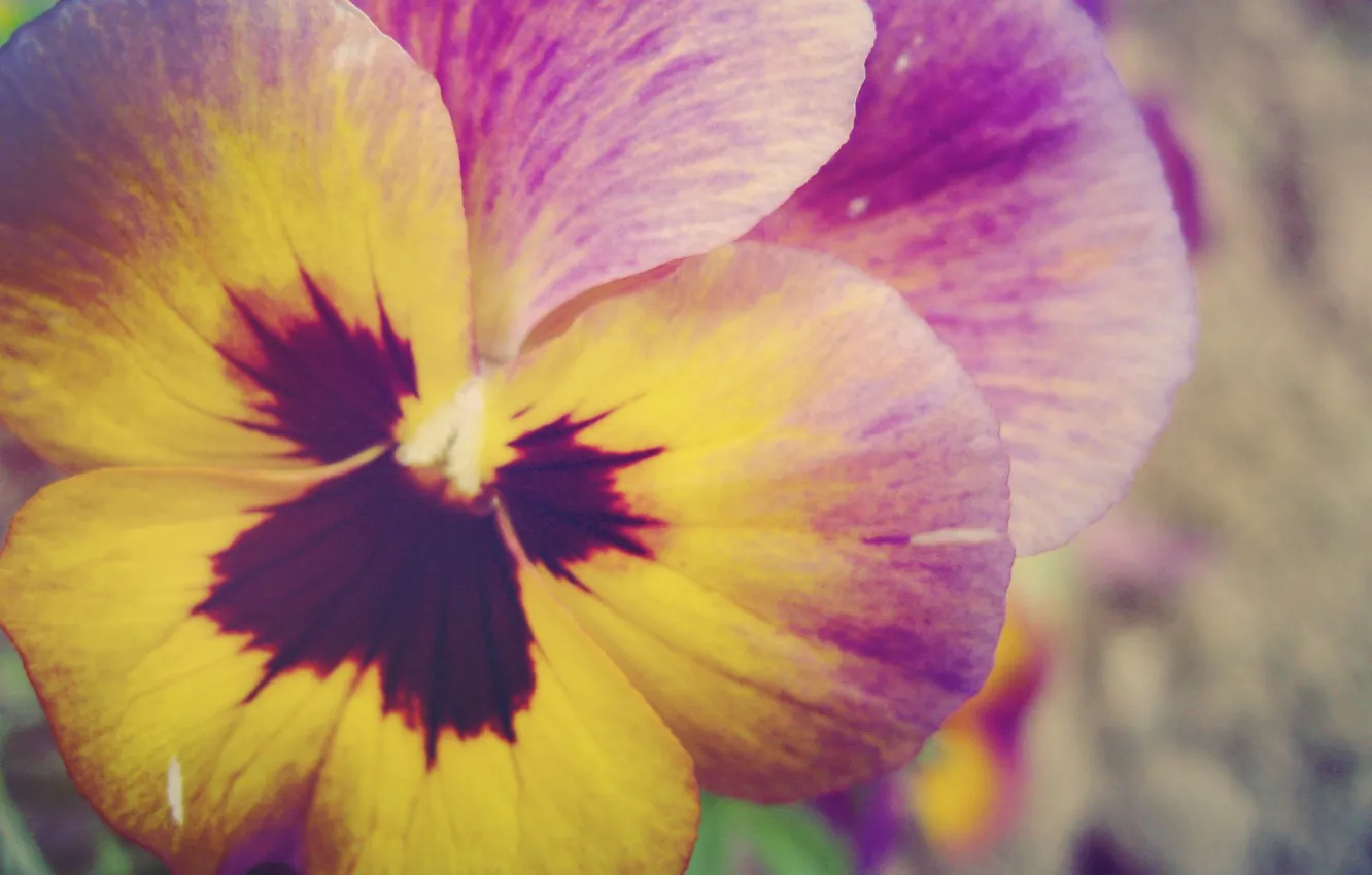 Photo wallpaper flowers, macro, garden, nature, purple, yellow, plant