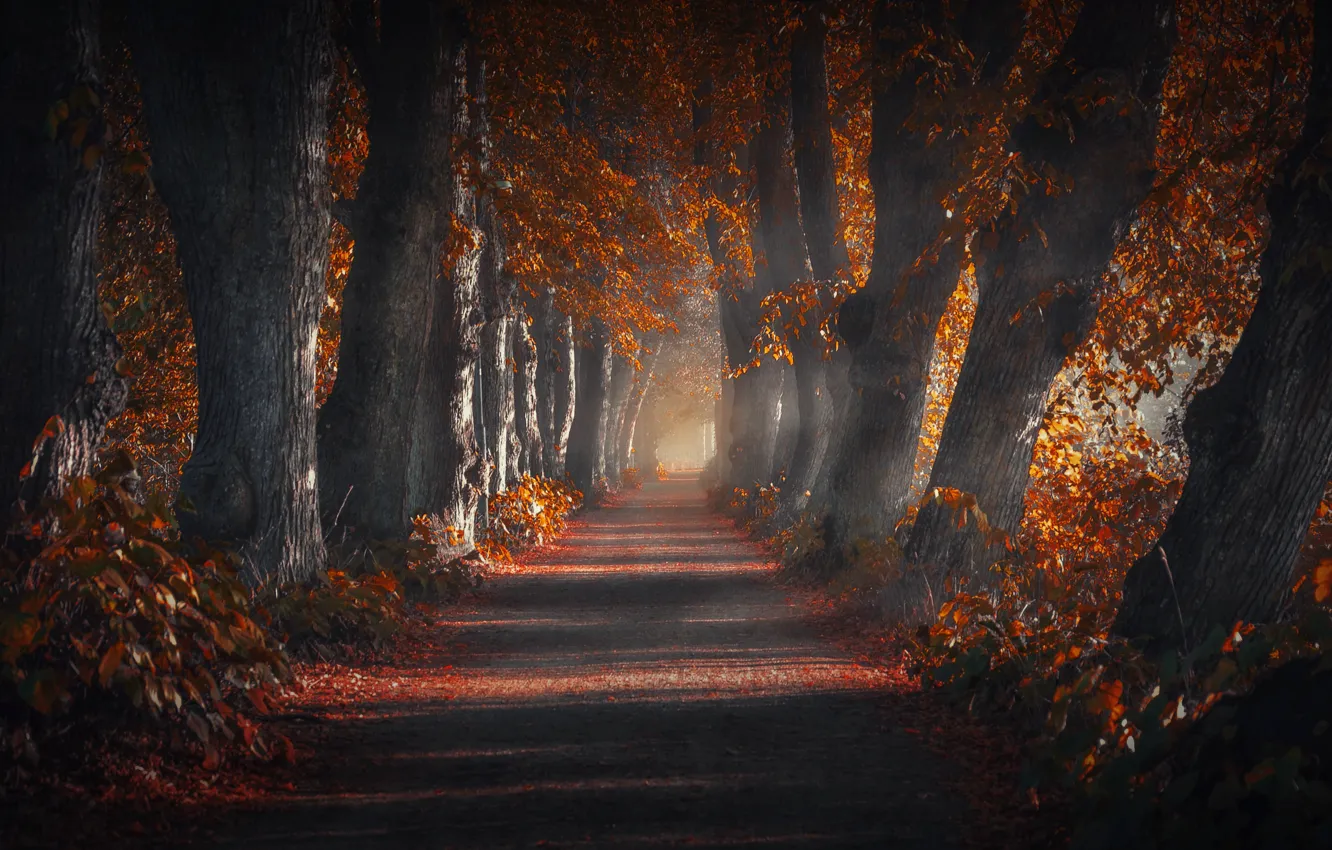 Photo wallpaper road, autumn, trees, nature