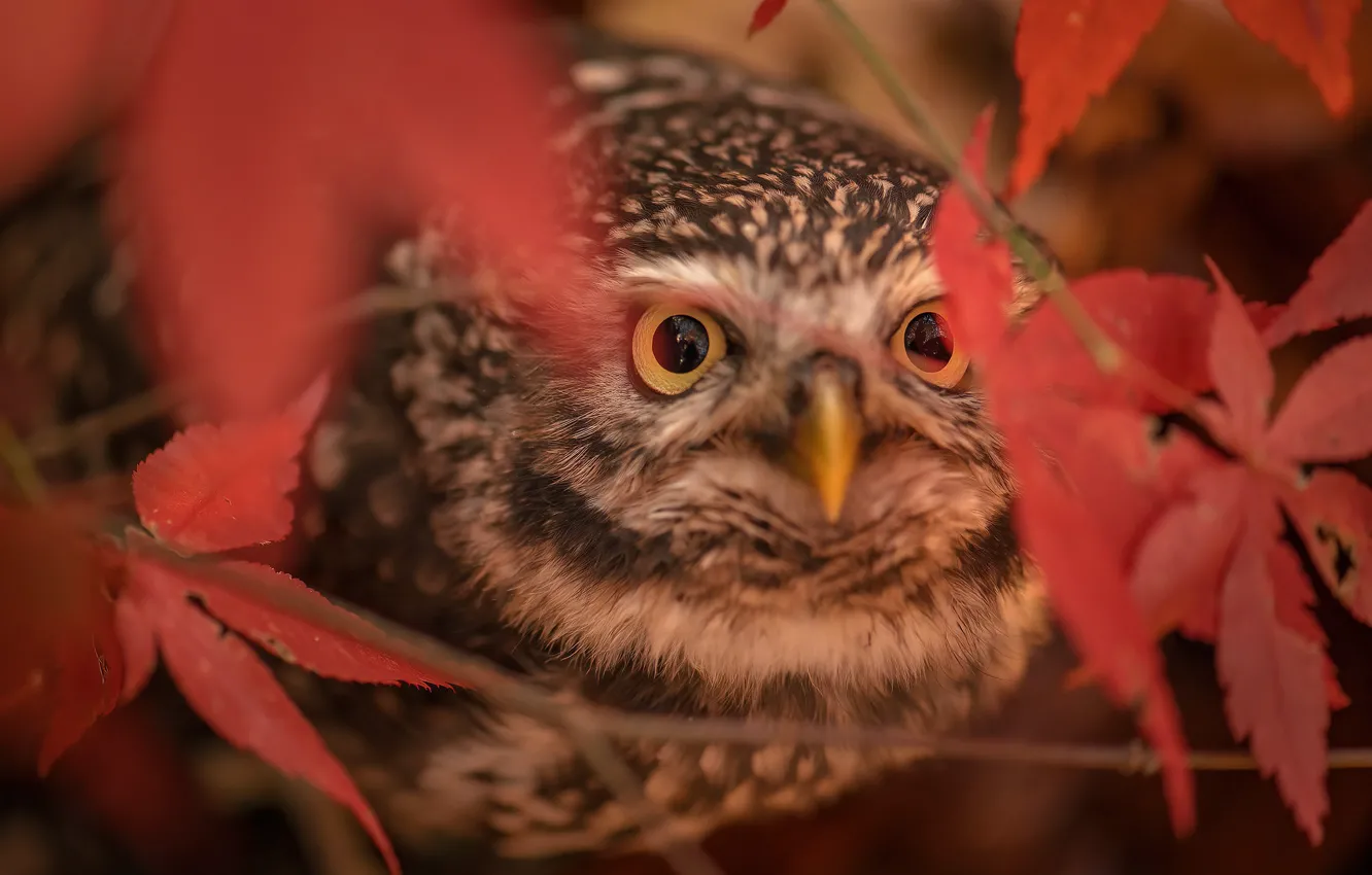 Photo wallpaper leaves, owl, bird, owlet, The little owl
