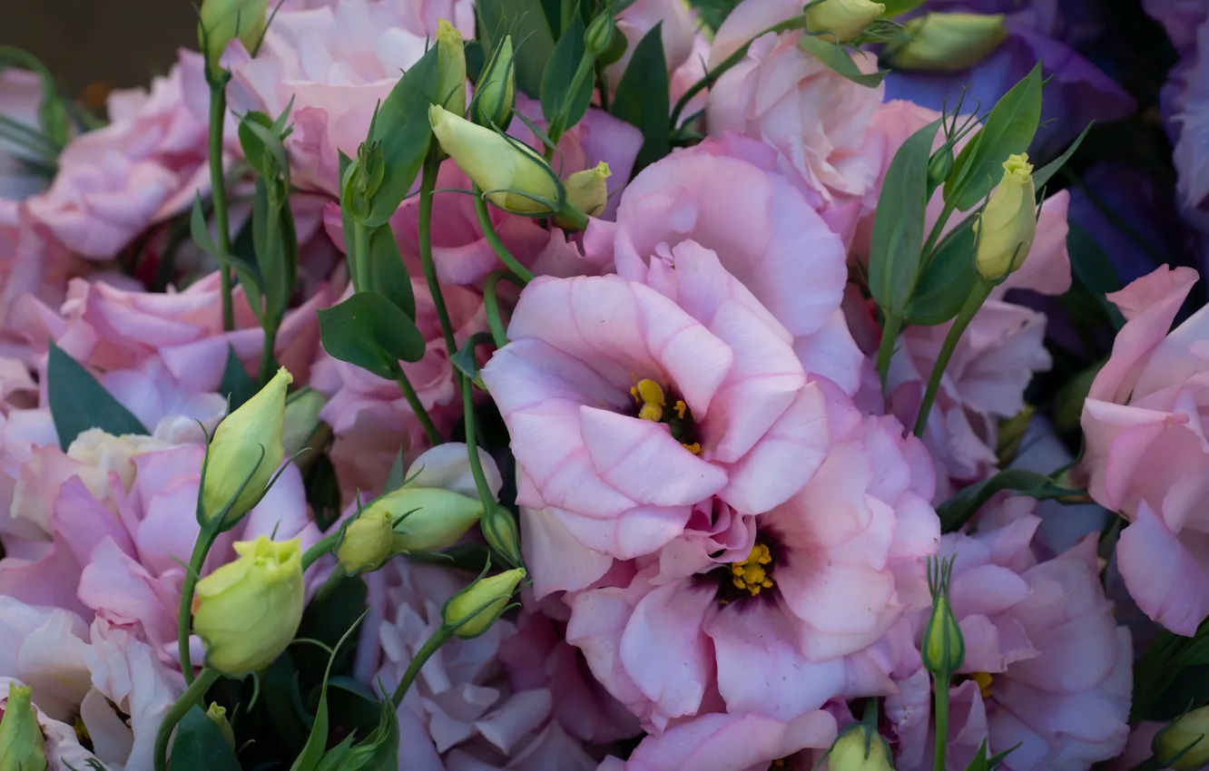 Photo wallpaper flowers, bouquet, pink, eustoma