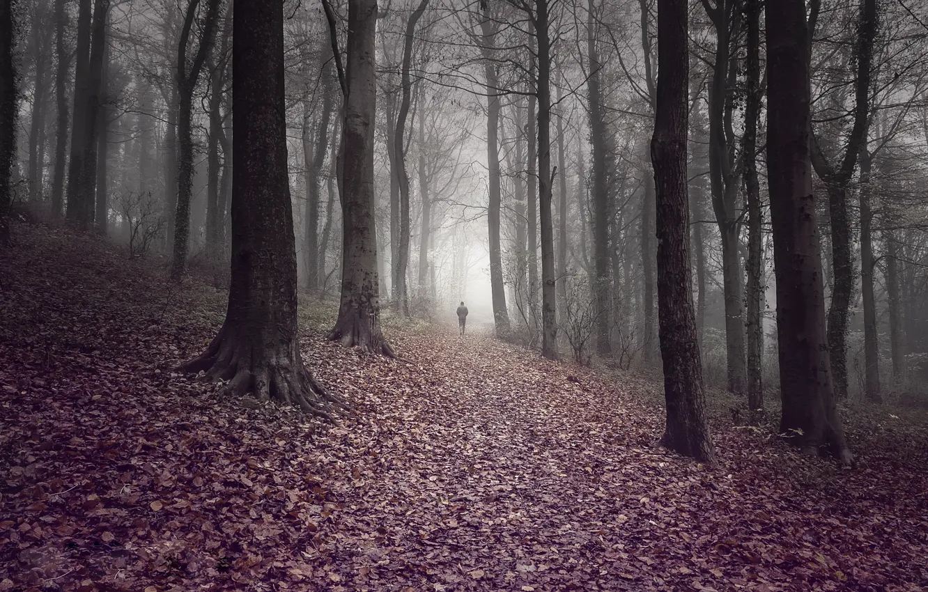 Photo wallpaper road, autumn, forest, leaves, trees, fog, people, forest