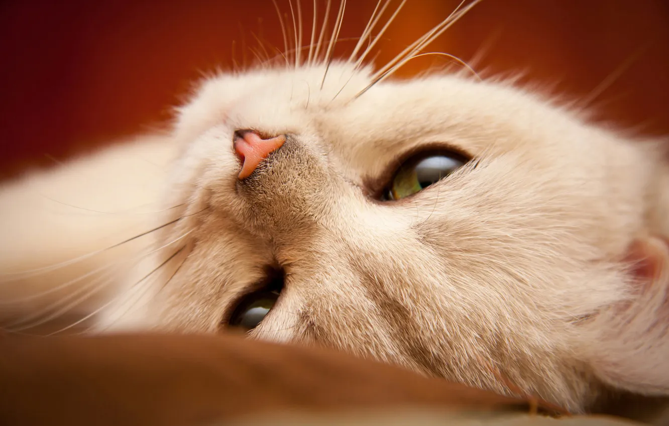 Photo wallpaper pose, look, cat, face, cat