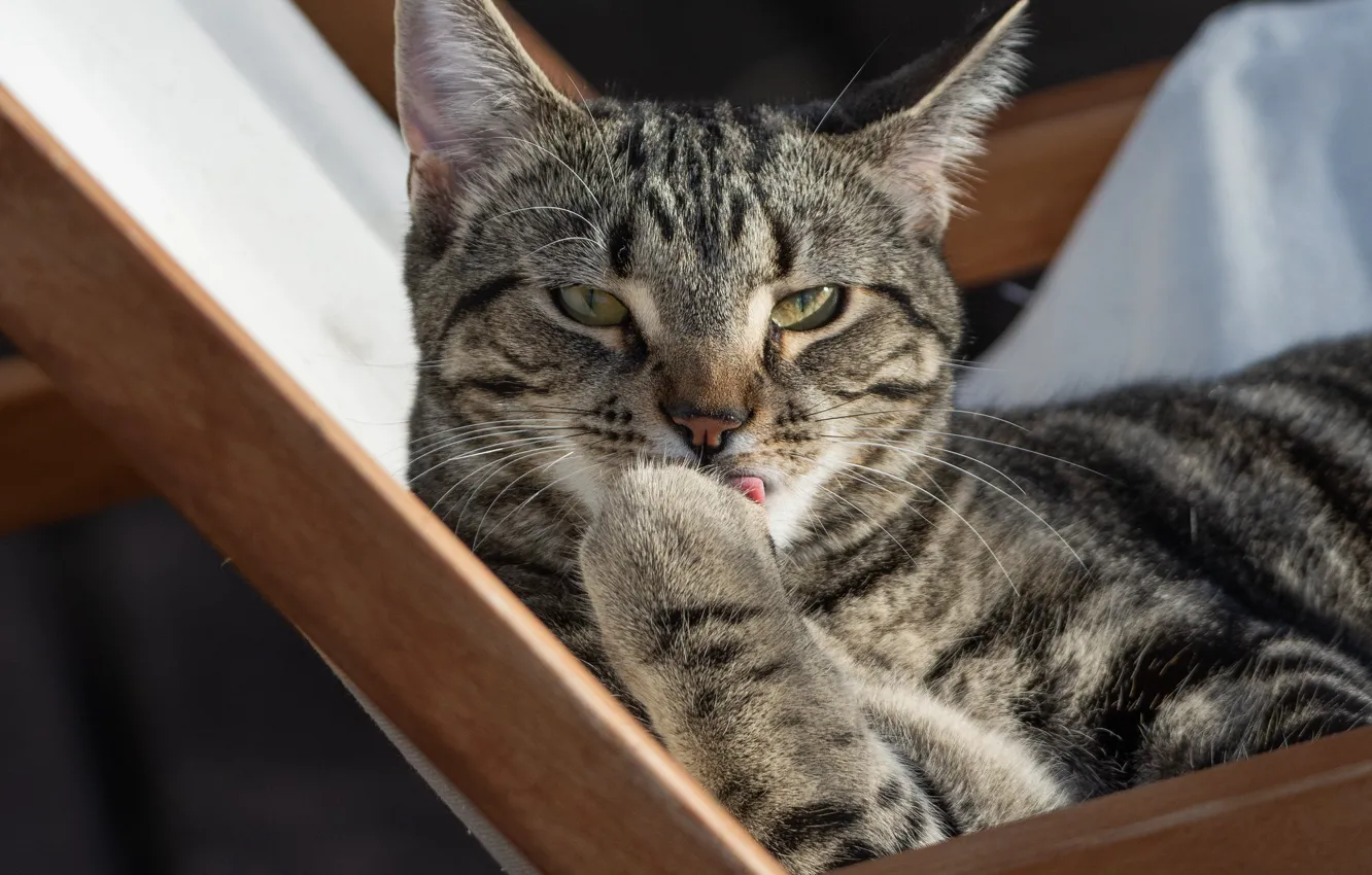 Photo wallpaper cat, cat, look, paws, muzzle, cat