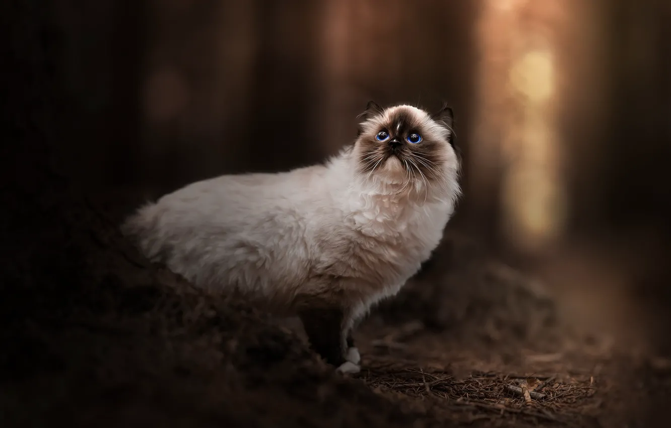 Photo wallpaper forest, cat, cat, light, nature, looking up, Ragdoll