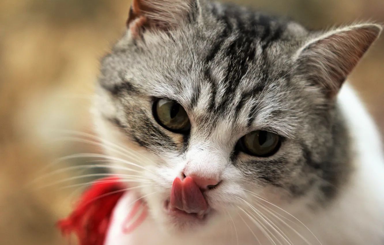 Photo wallpaper cat, licked, face Wallpapers Ultra HD 4K
